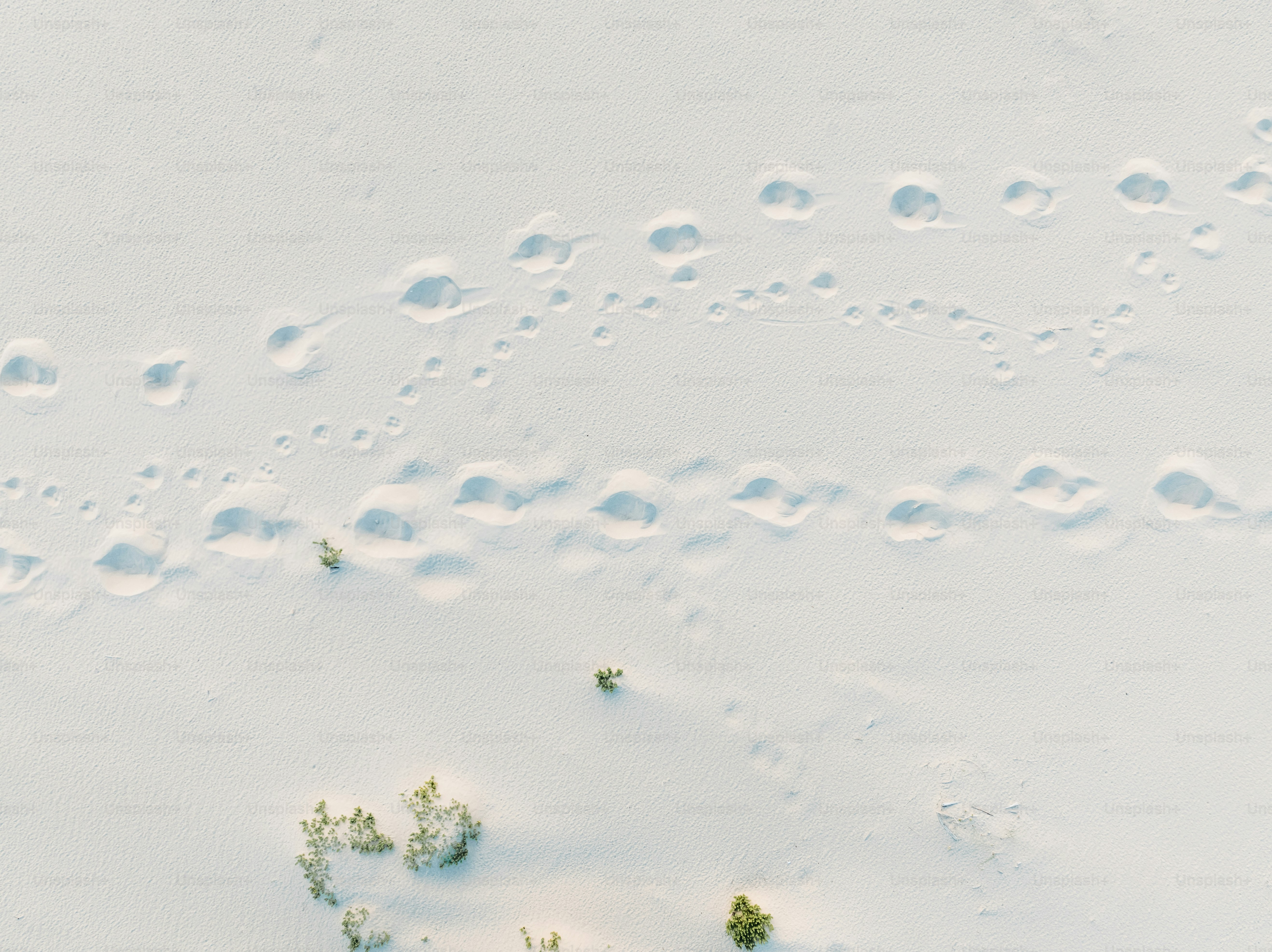 A bird is walking in the snow with tracks in the snow