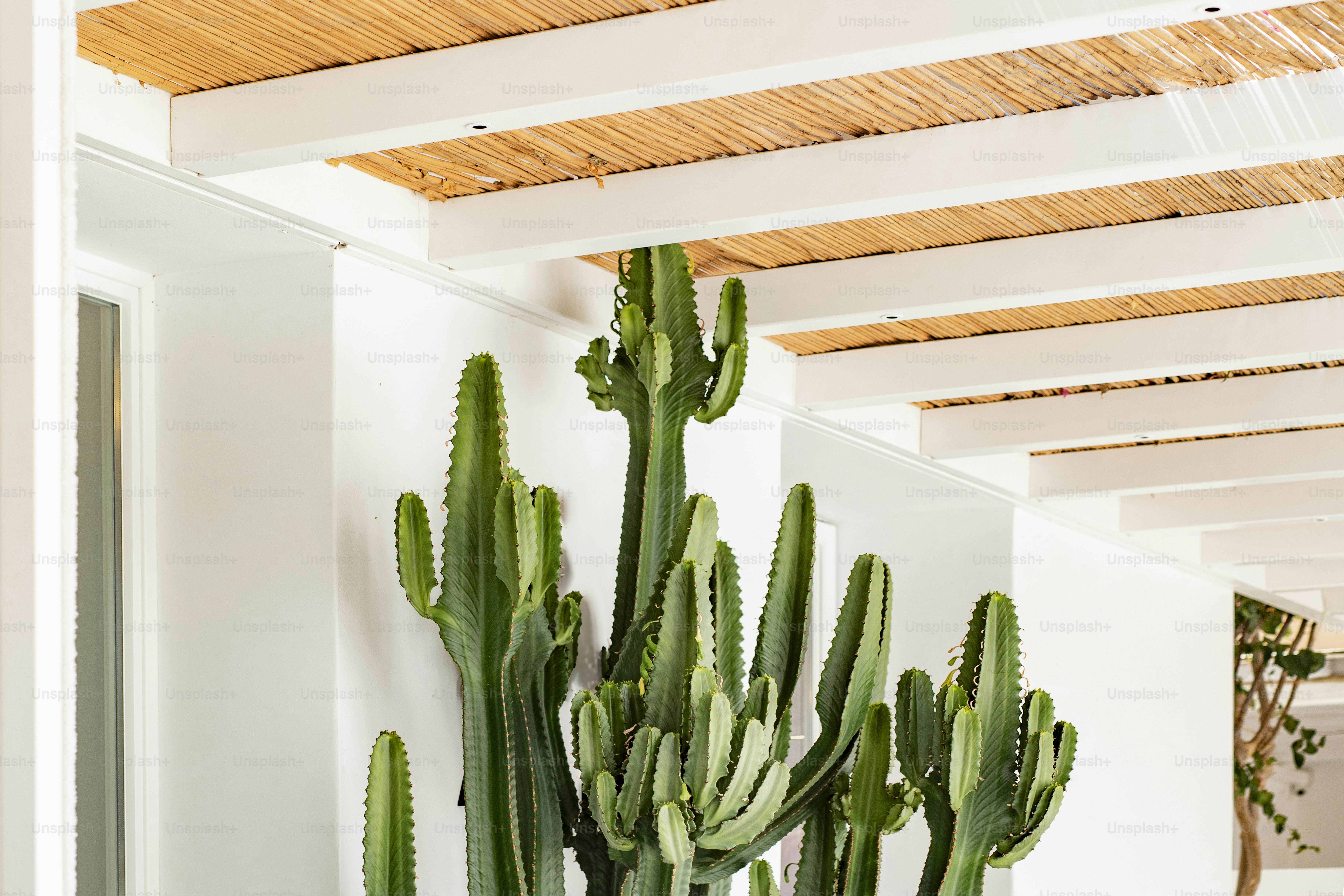 Indoor Cactus
