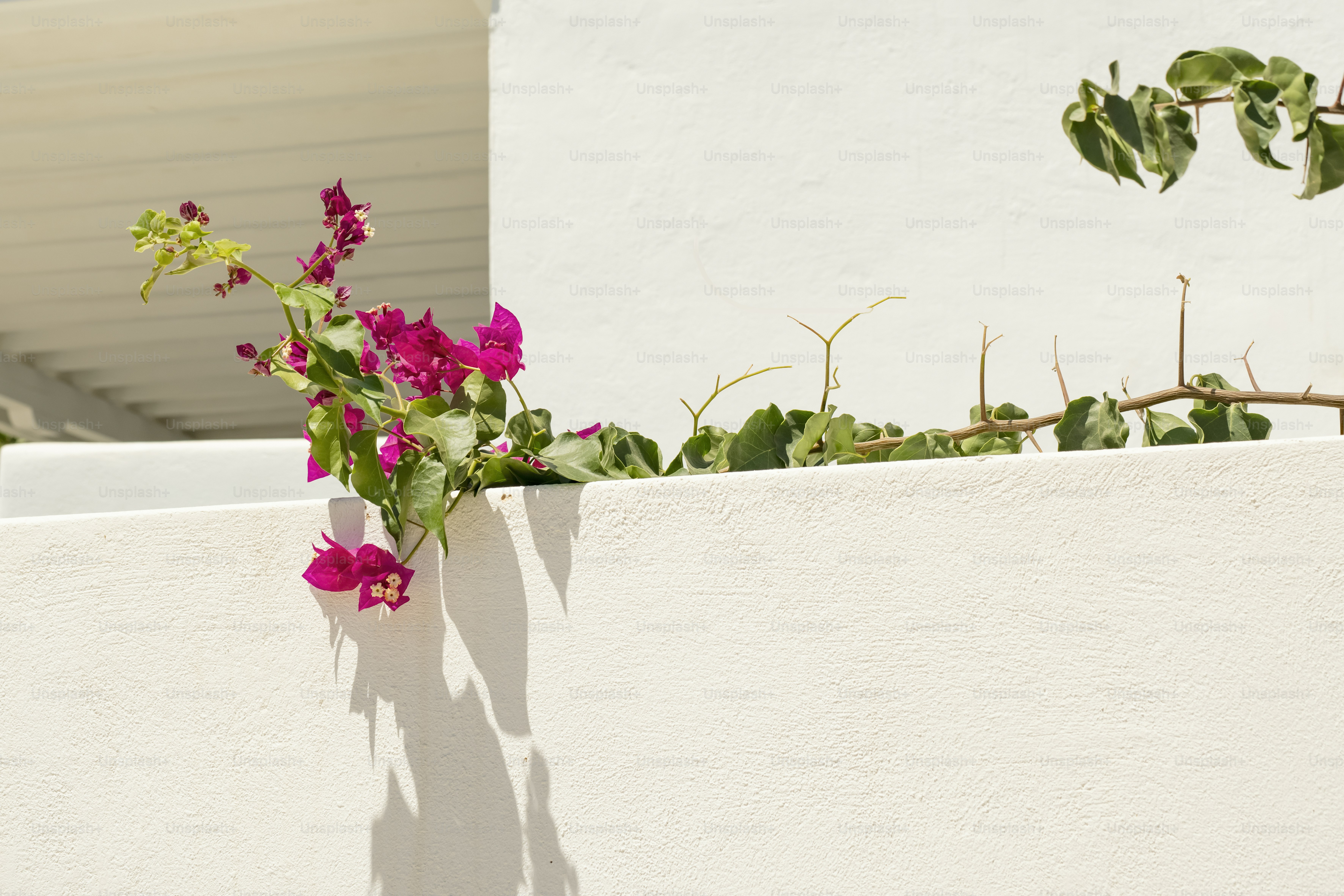 Eine weiße Wand, aus der rosa Blumen wachsen