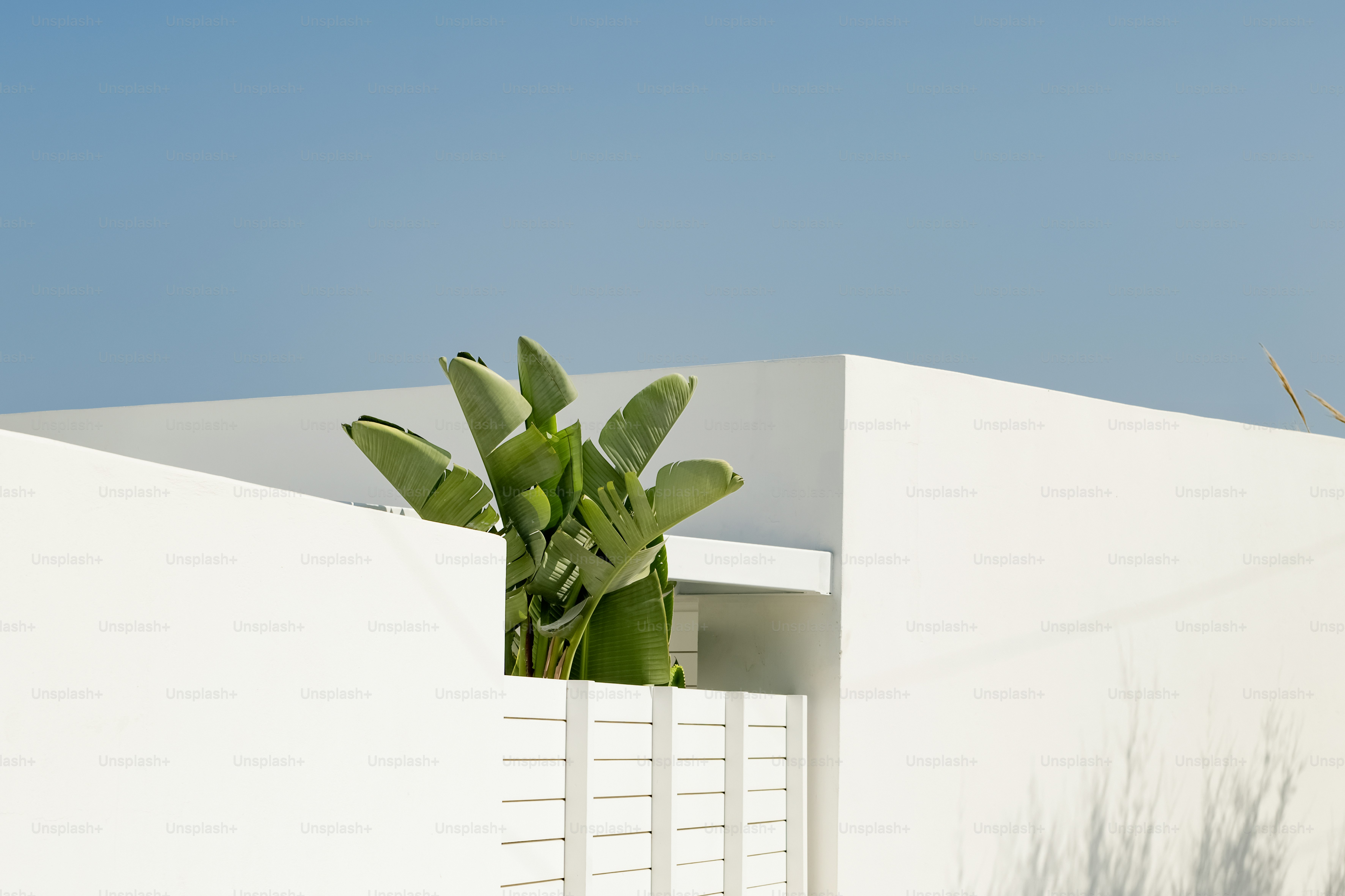 A white building with a plant in the window