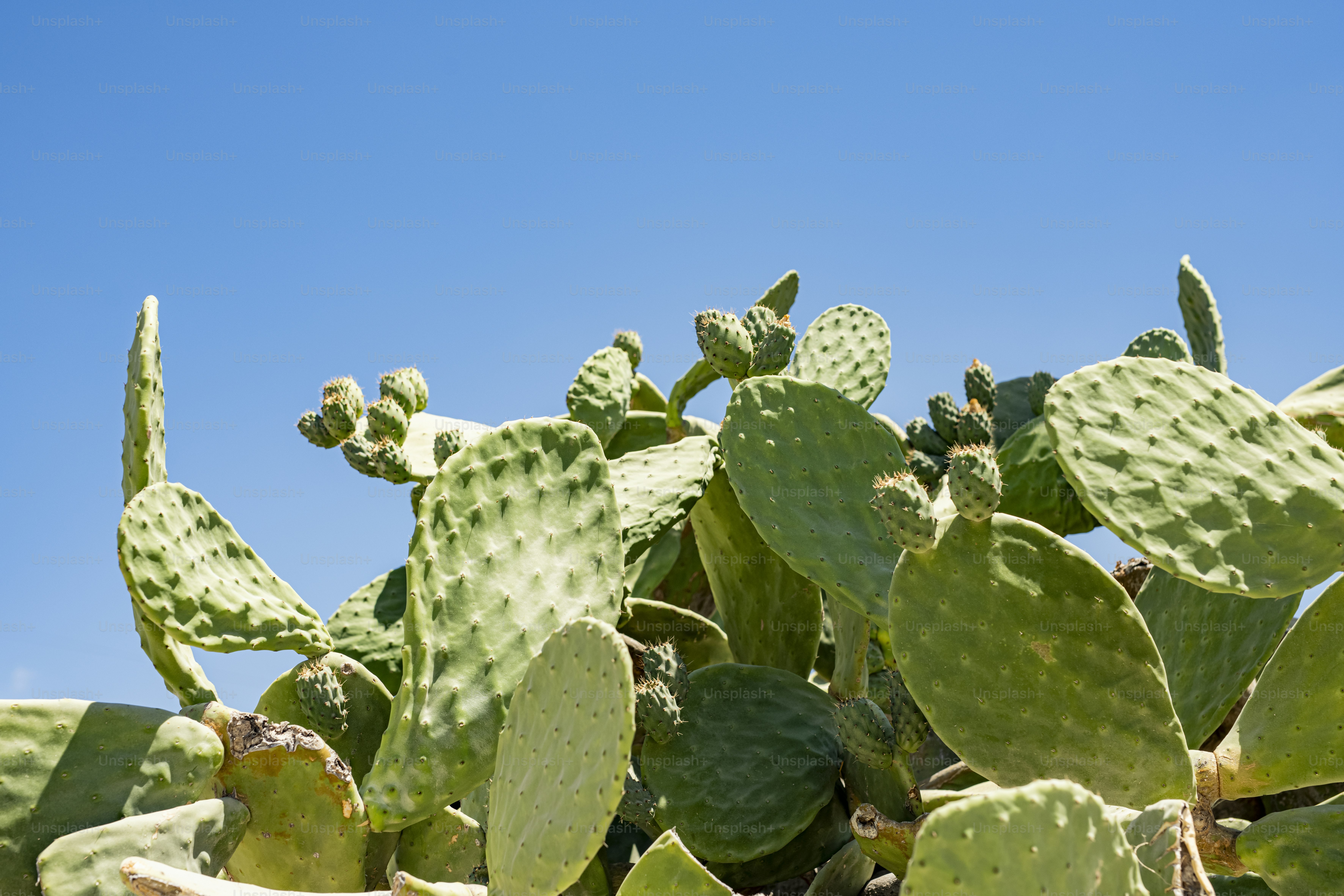 A close up of a cactus plant with a blue sky in the background