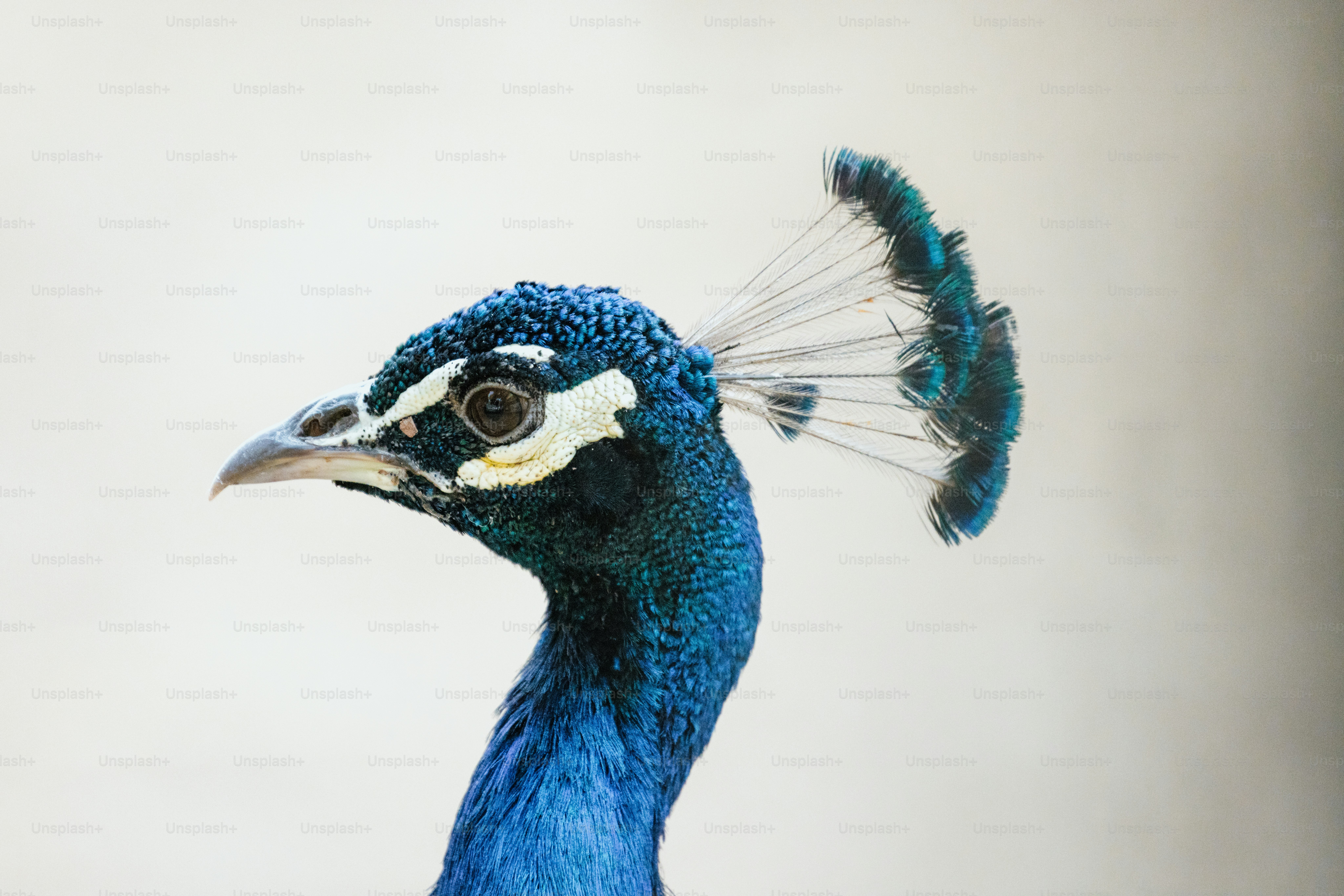 A blue bird with a white head and tail