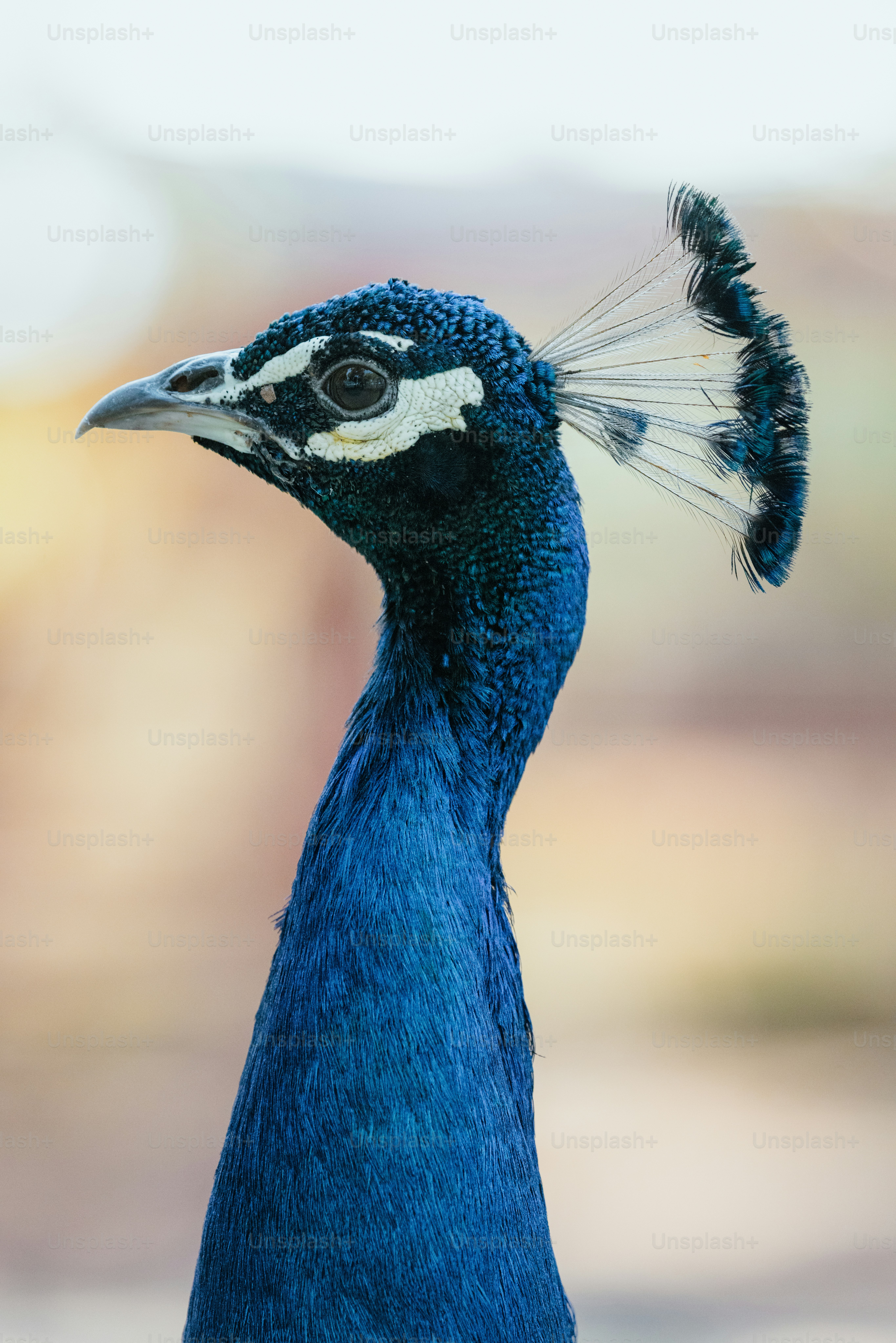 A close up of a peacock with a blurry background