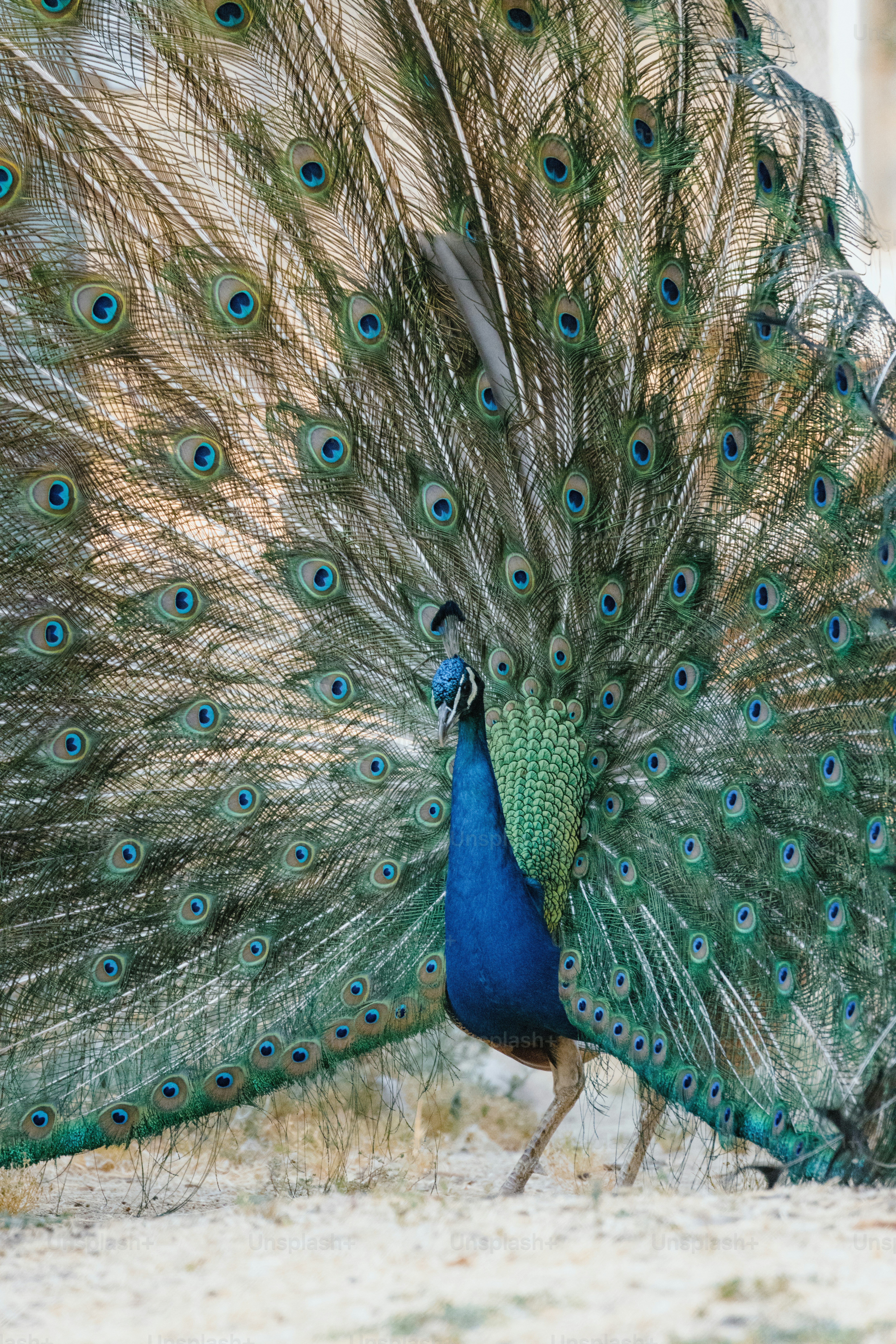 A peacock with its feathers spread out