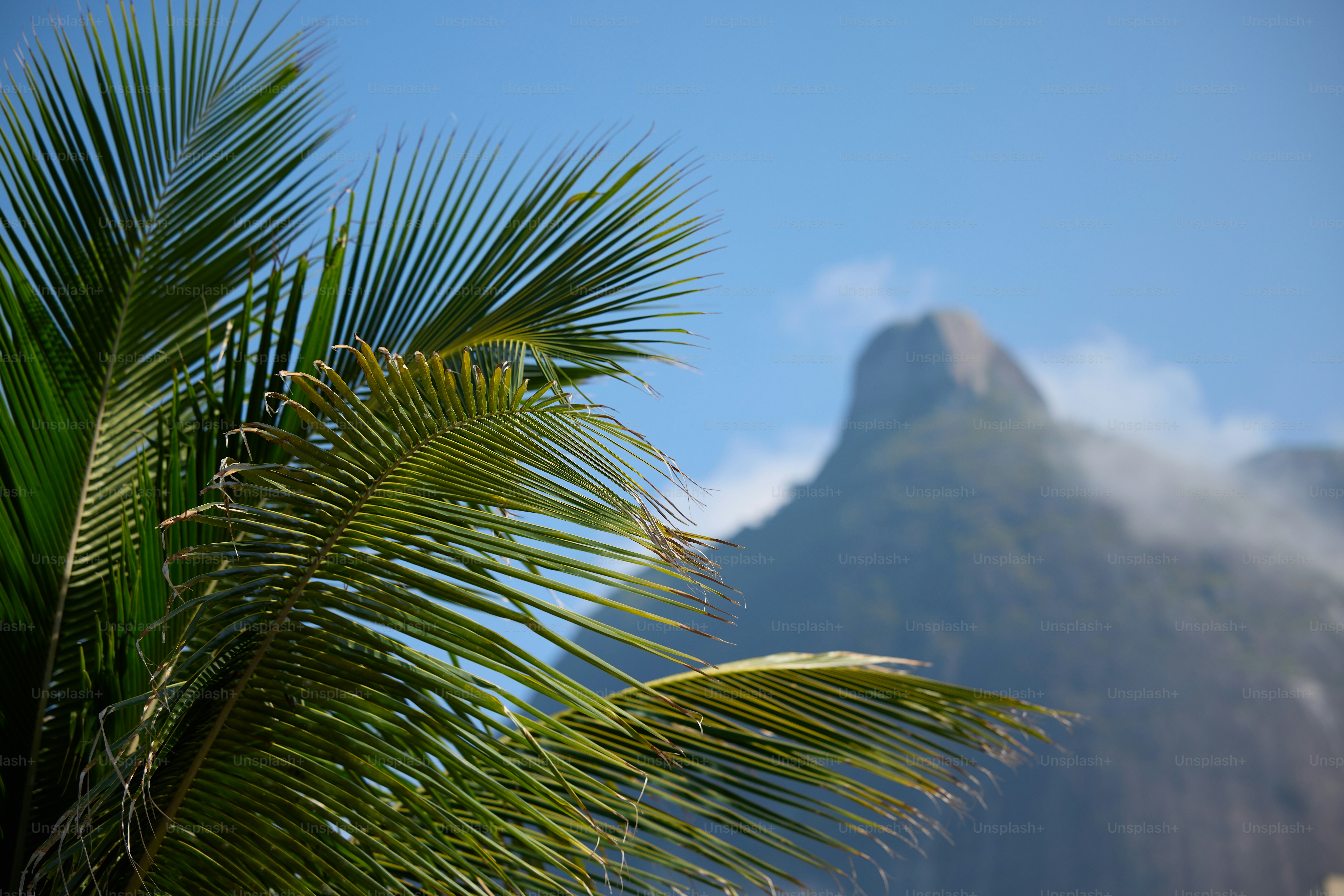 A palm tree with a mountain in the background