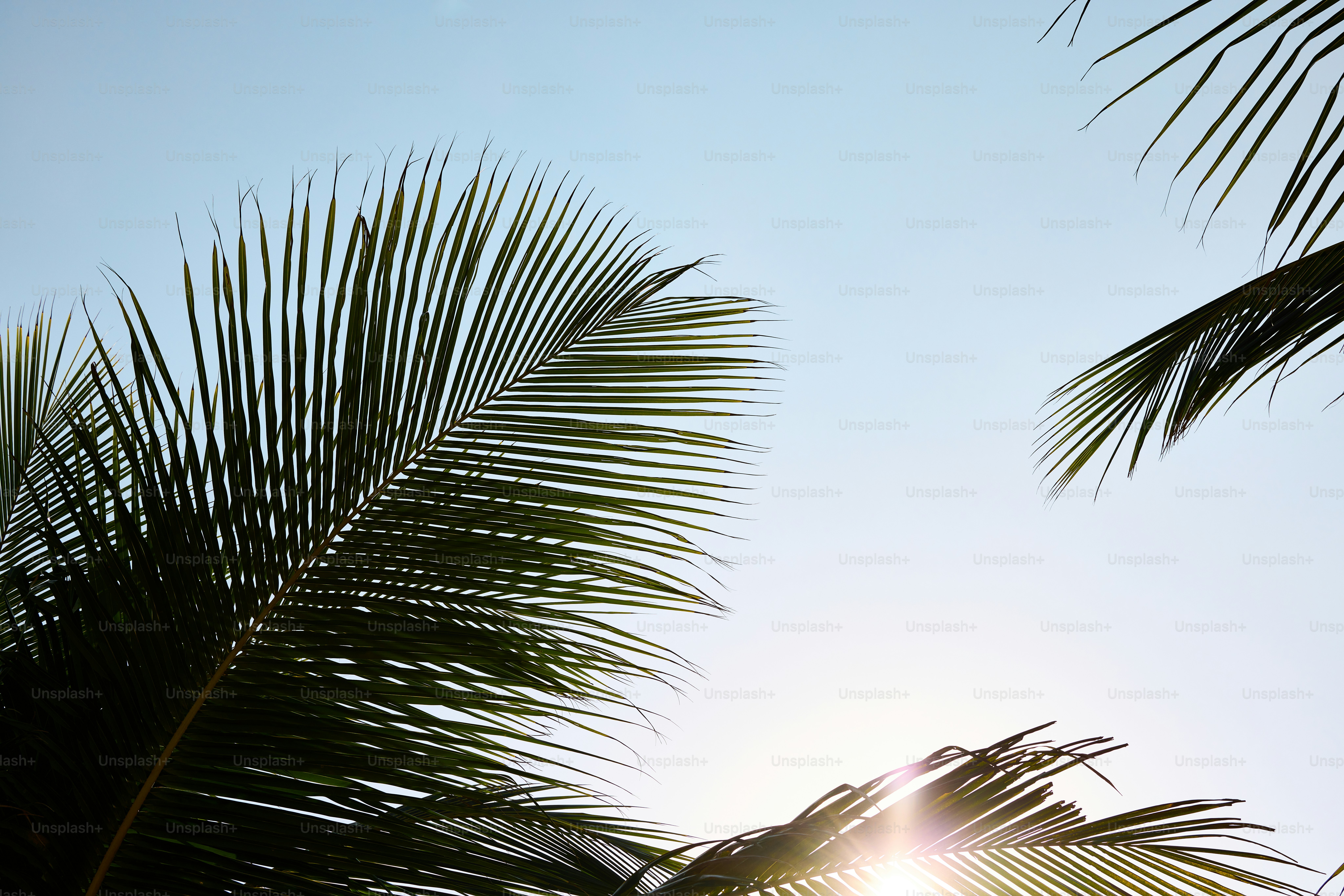 The sun shines through the leaves of a palm tree