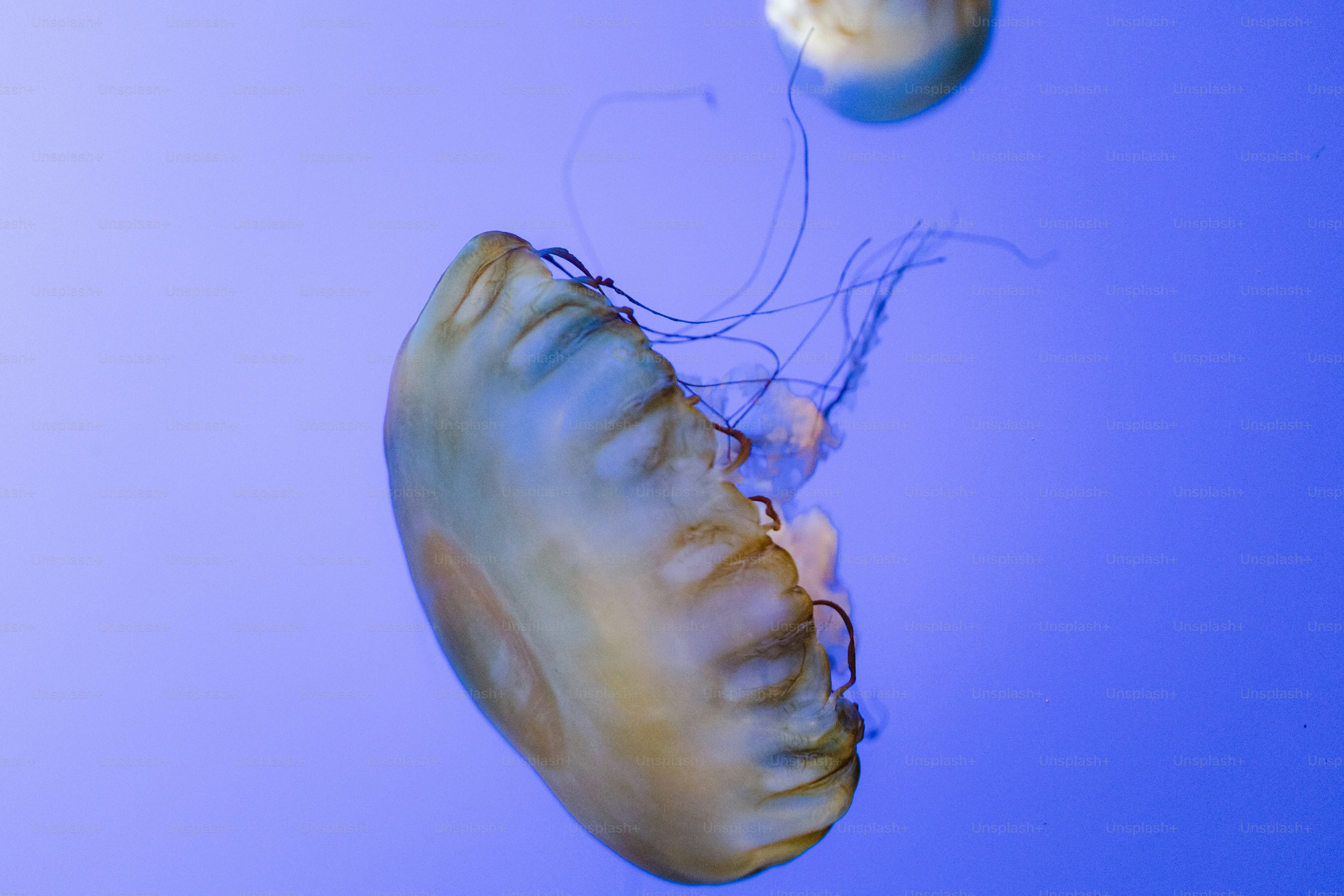 jellyfish