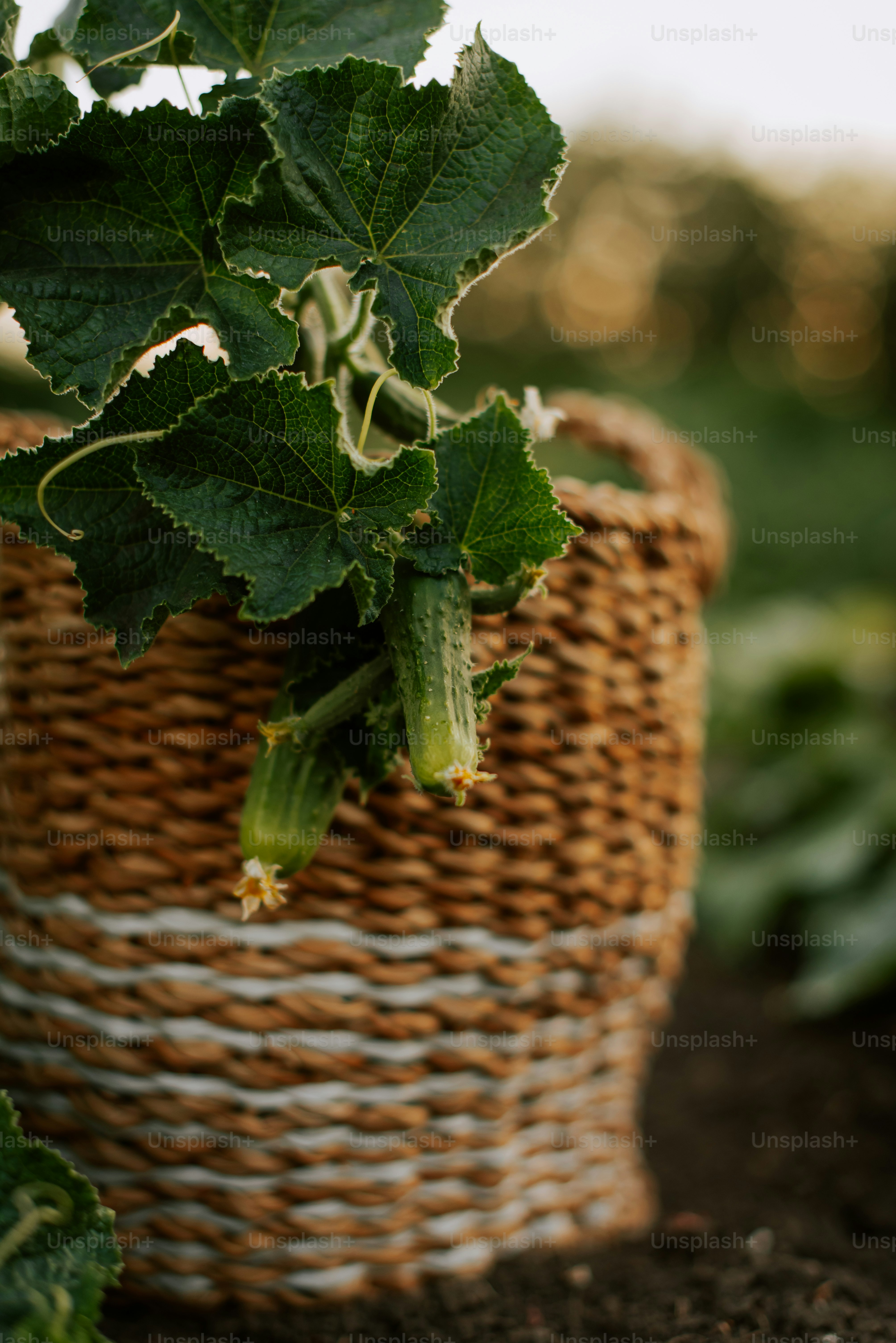 A close up of a plant in a basket