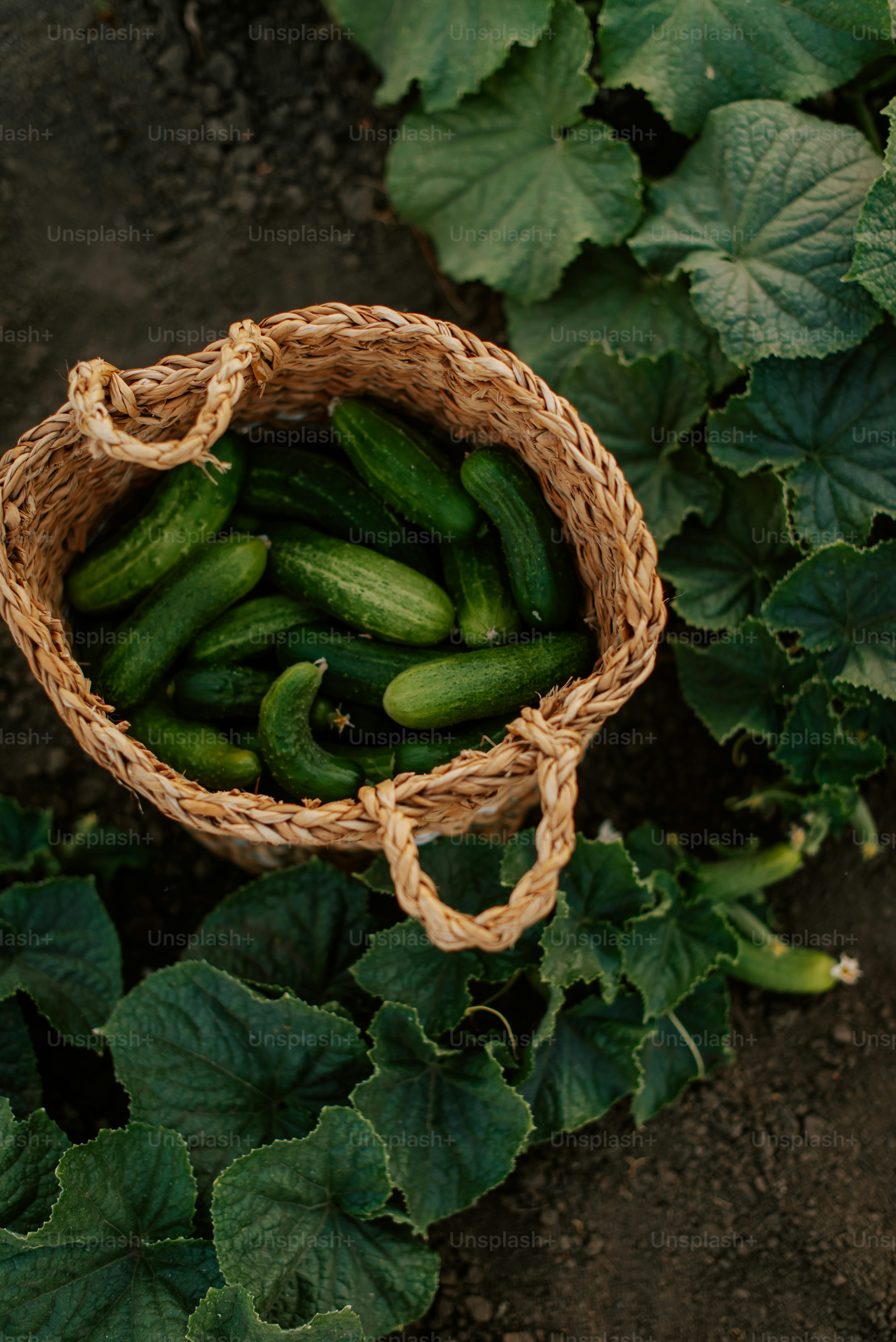 Ein Korb voller Gurken in einem Garten