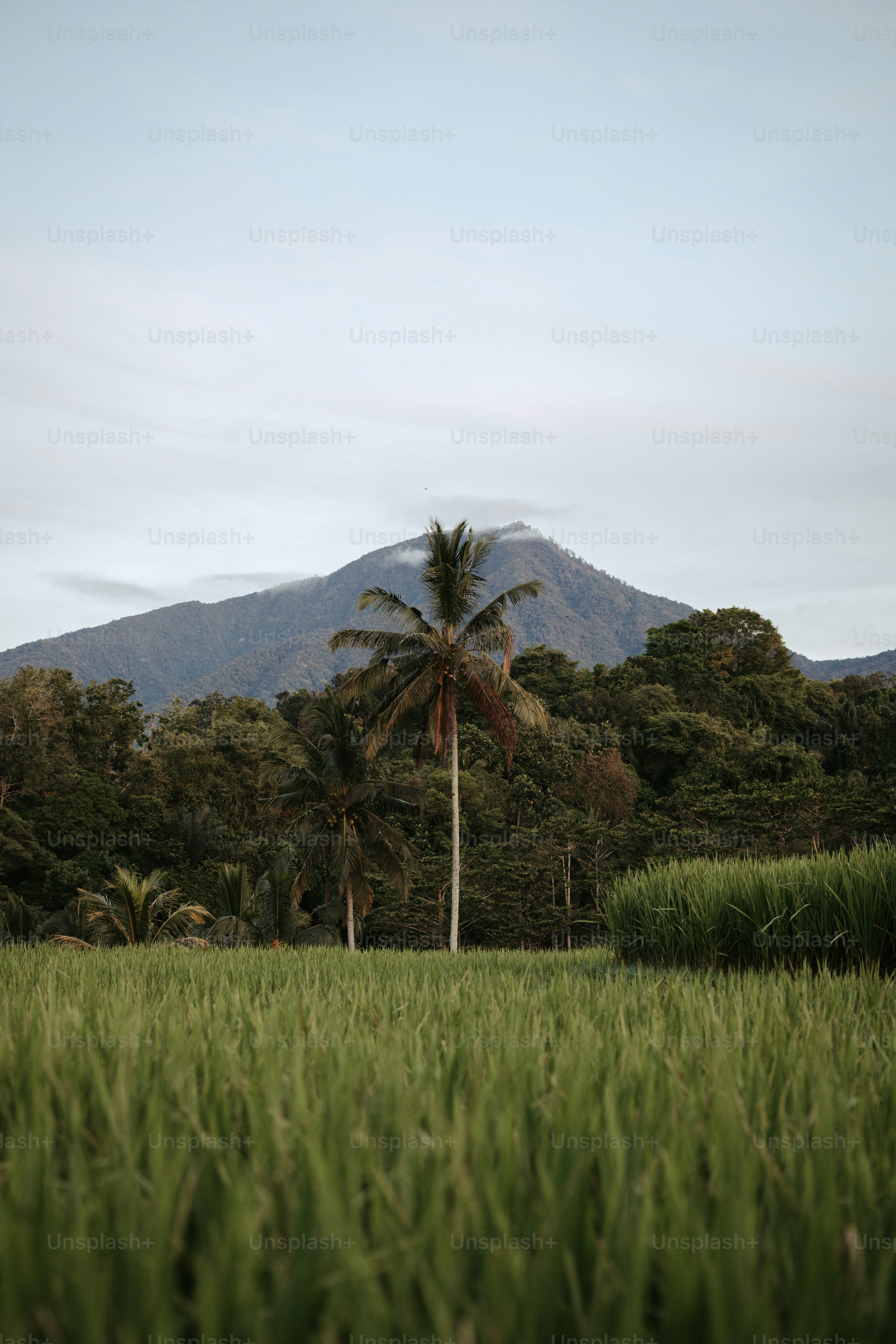 A lush green field with a mountain in the background