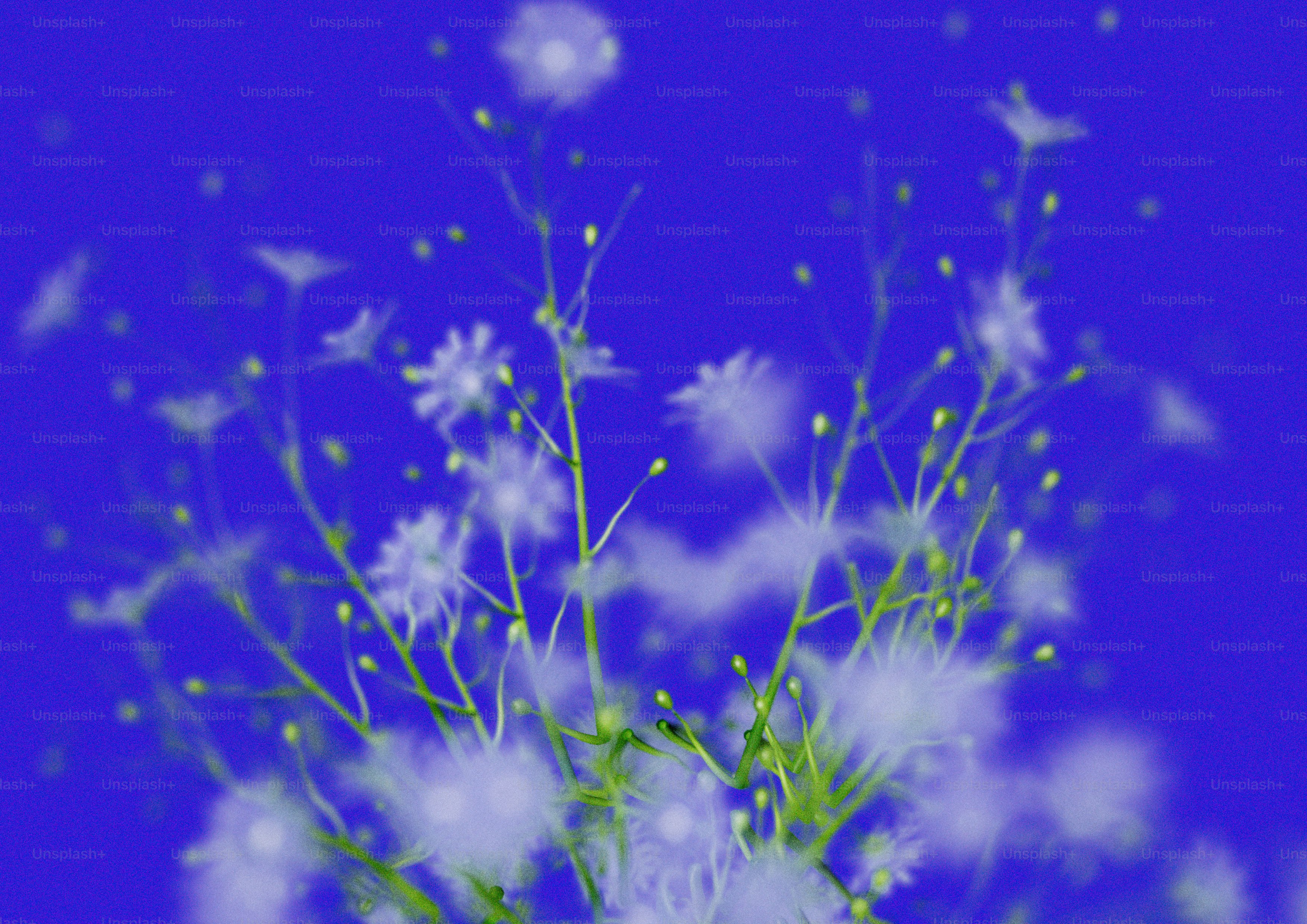 Eine Nahaufnahme einer Blume auf einem lila Hintergrund