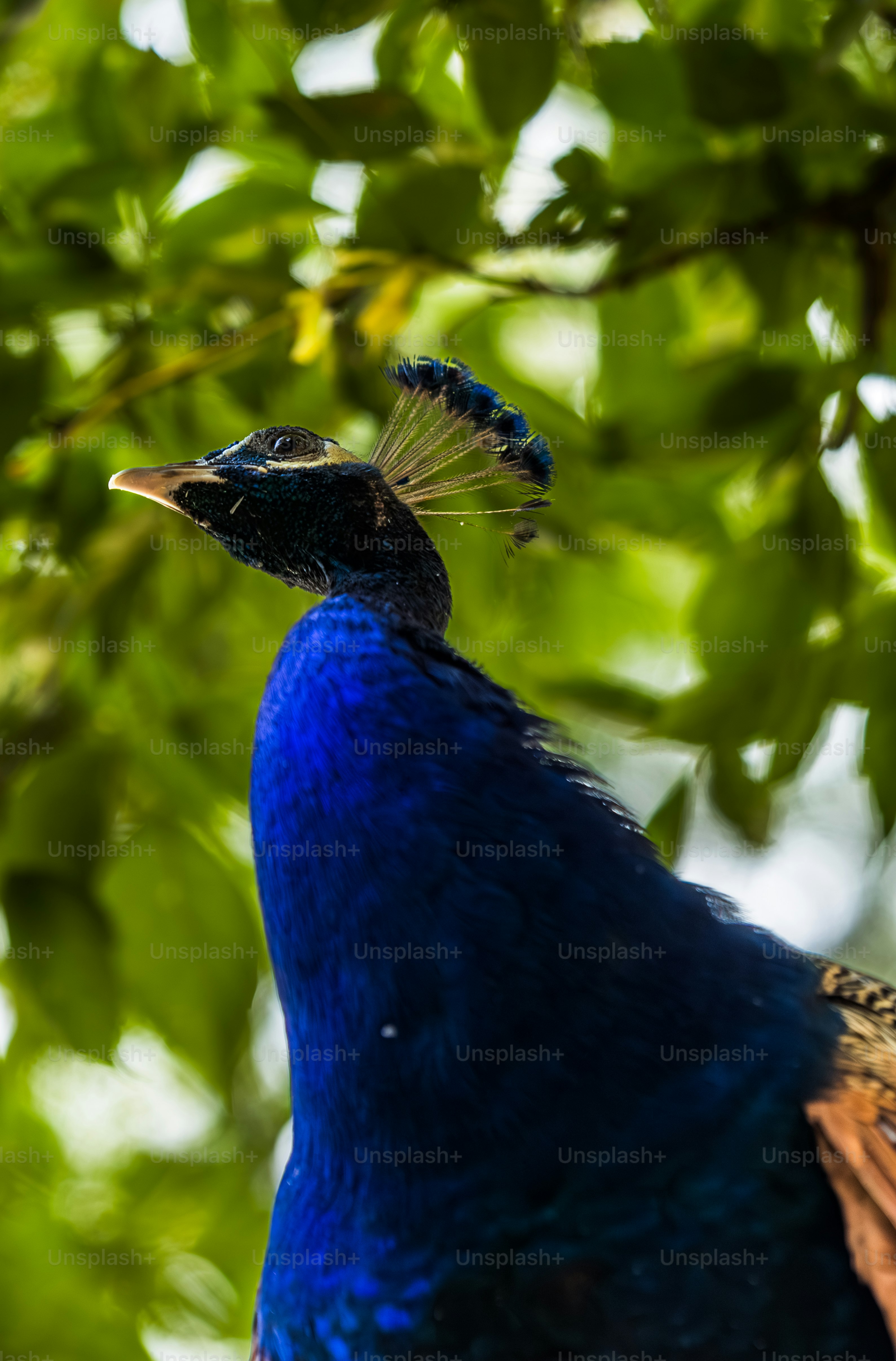 Ein blau-brauner Vogel sitzt auf einem Baum