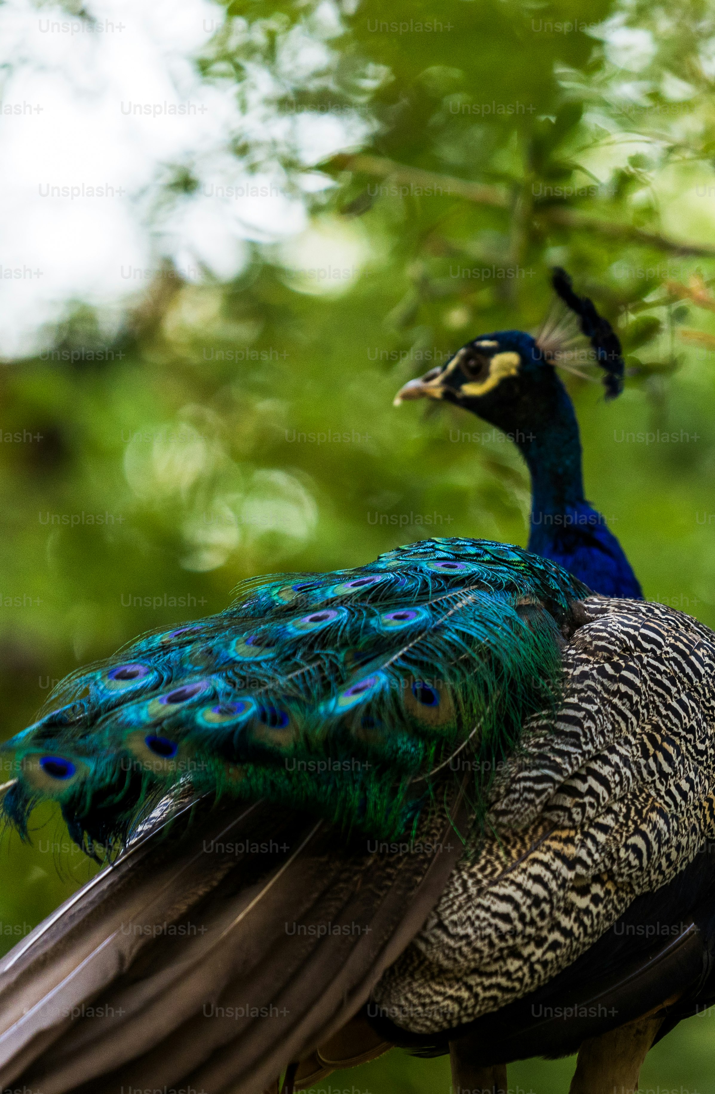 A peacock is sitting on a tree branch