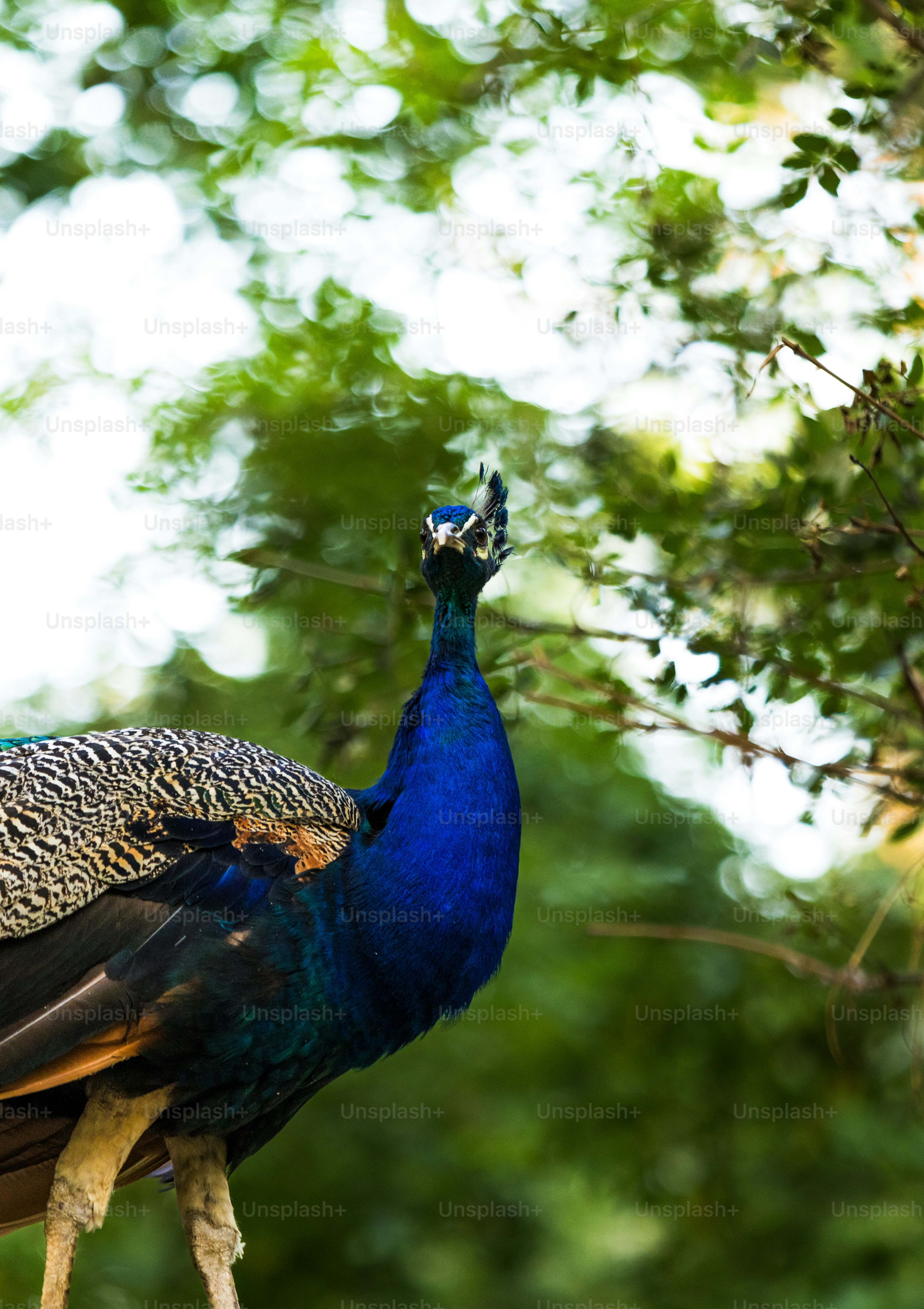 Ein Pfau, der auf einem Ast steht