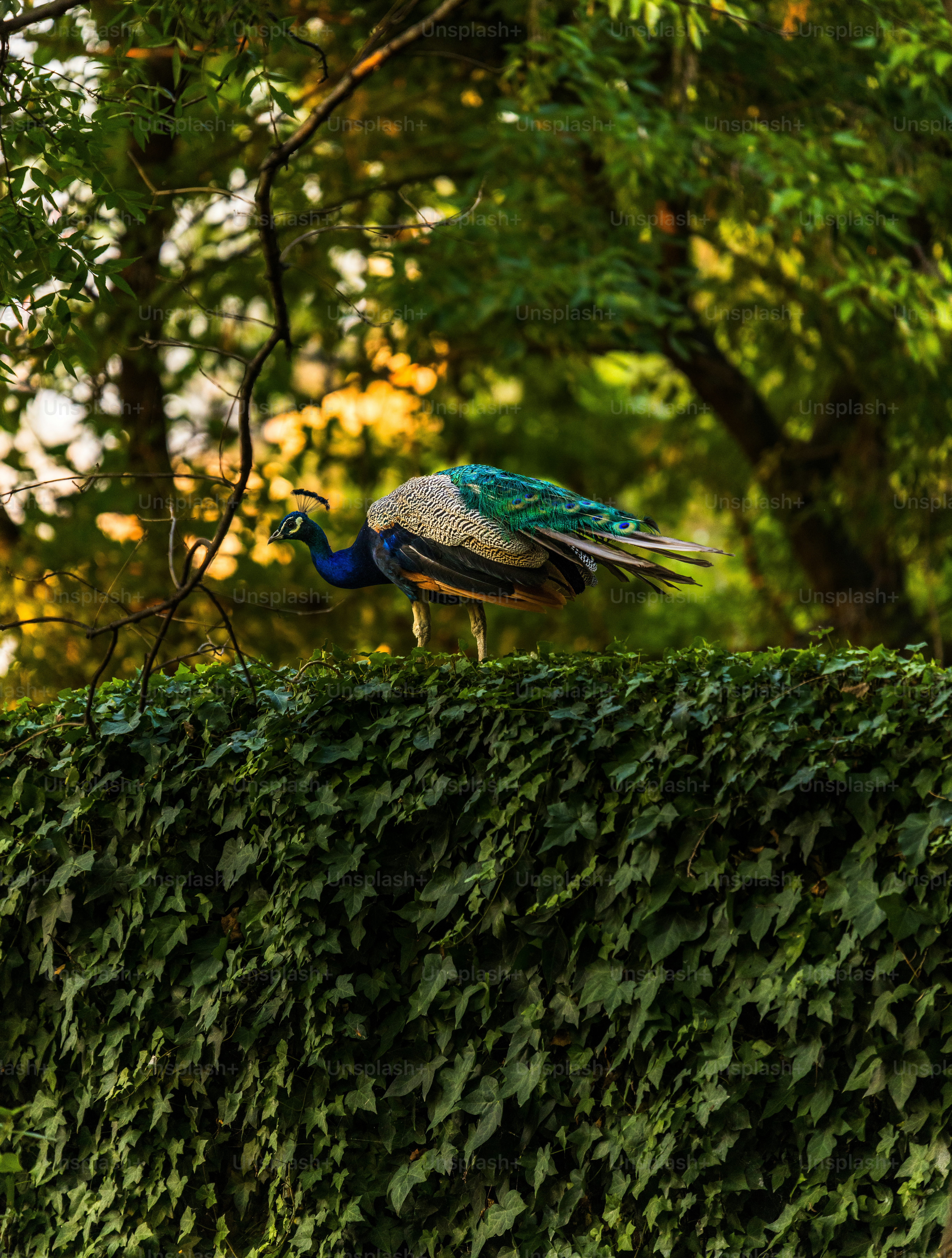 Un par de pájaros parados en lo alto de un exuberante seto verde