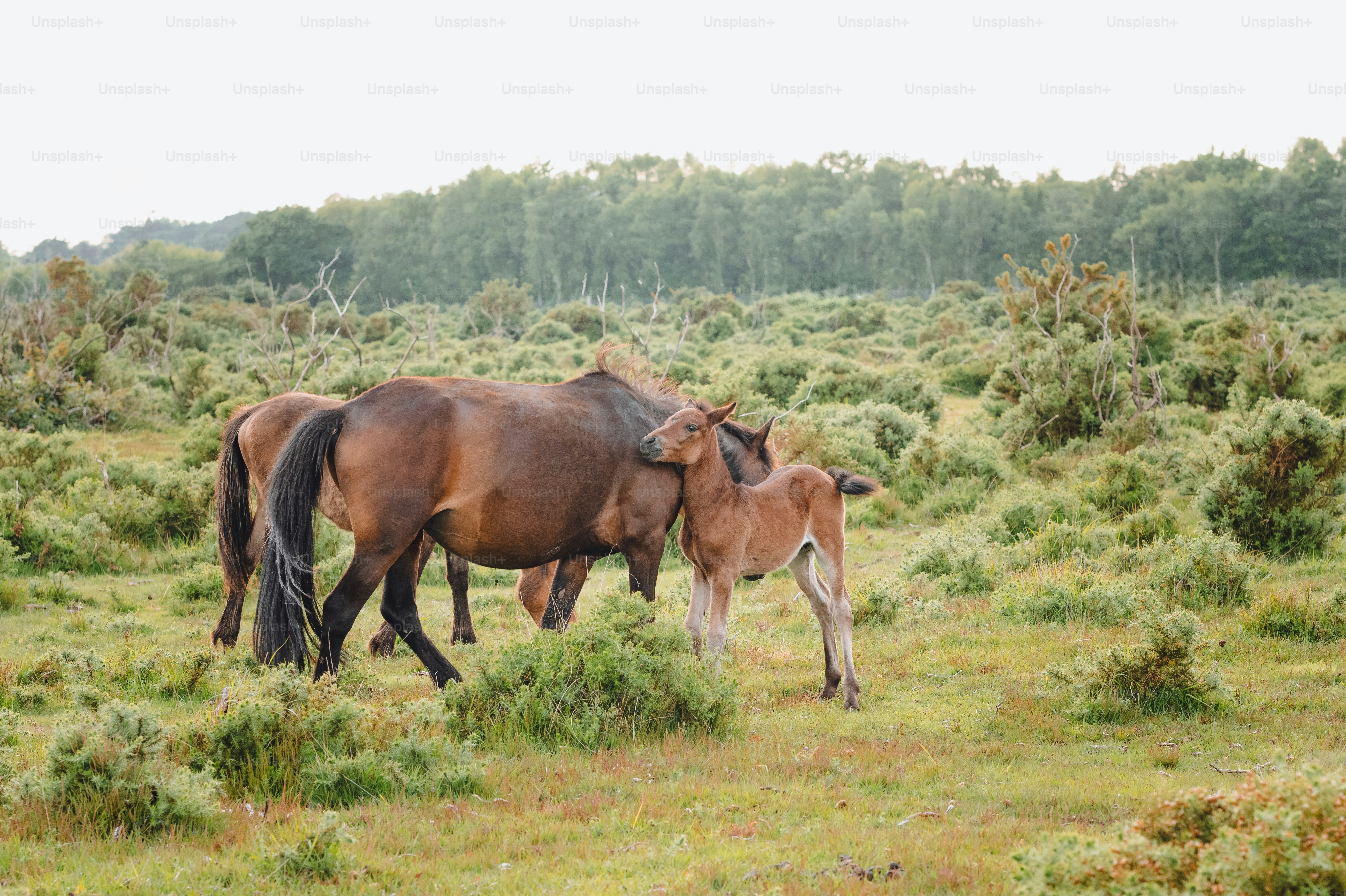 A couple of brown horses standing on top of a lush green field