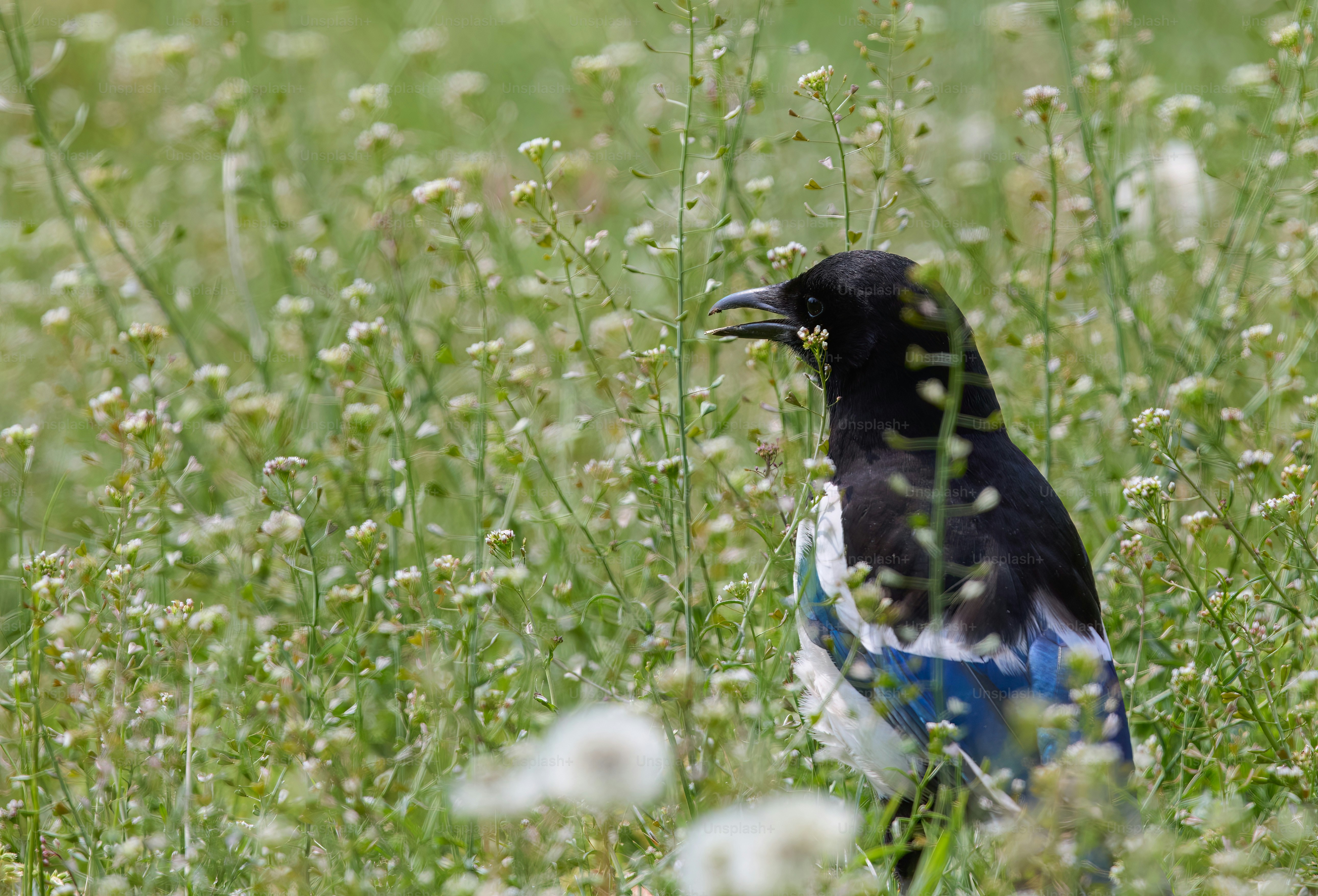 A blue and white bird sitting in a field of grass