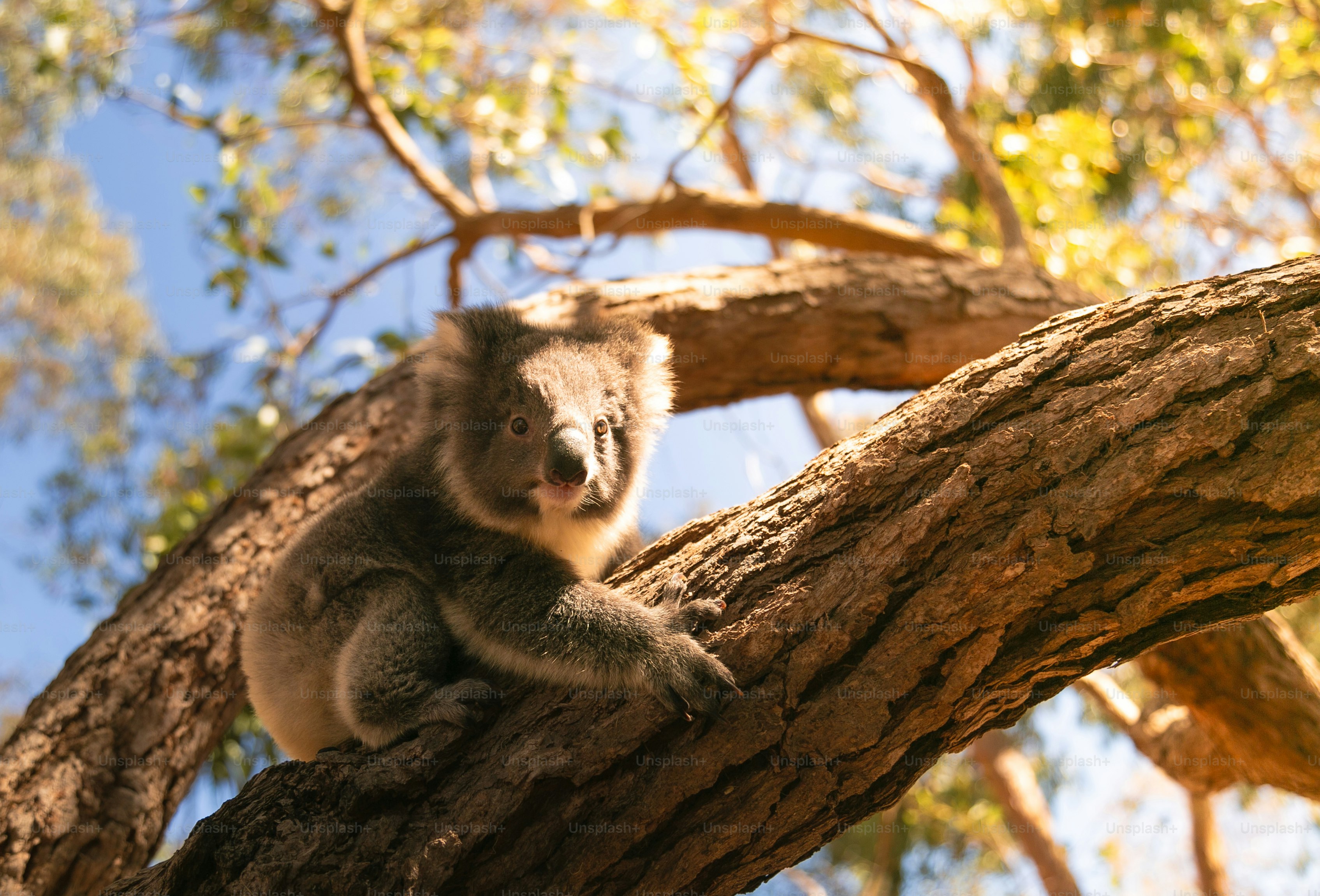 Ein Koala sitzt auf einem Ast