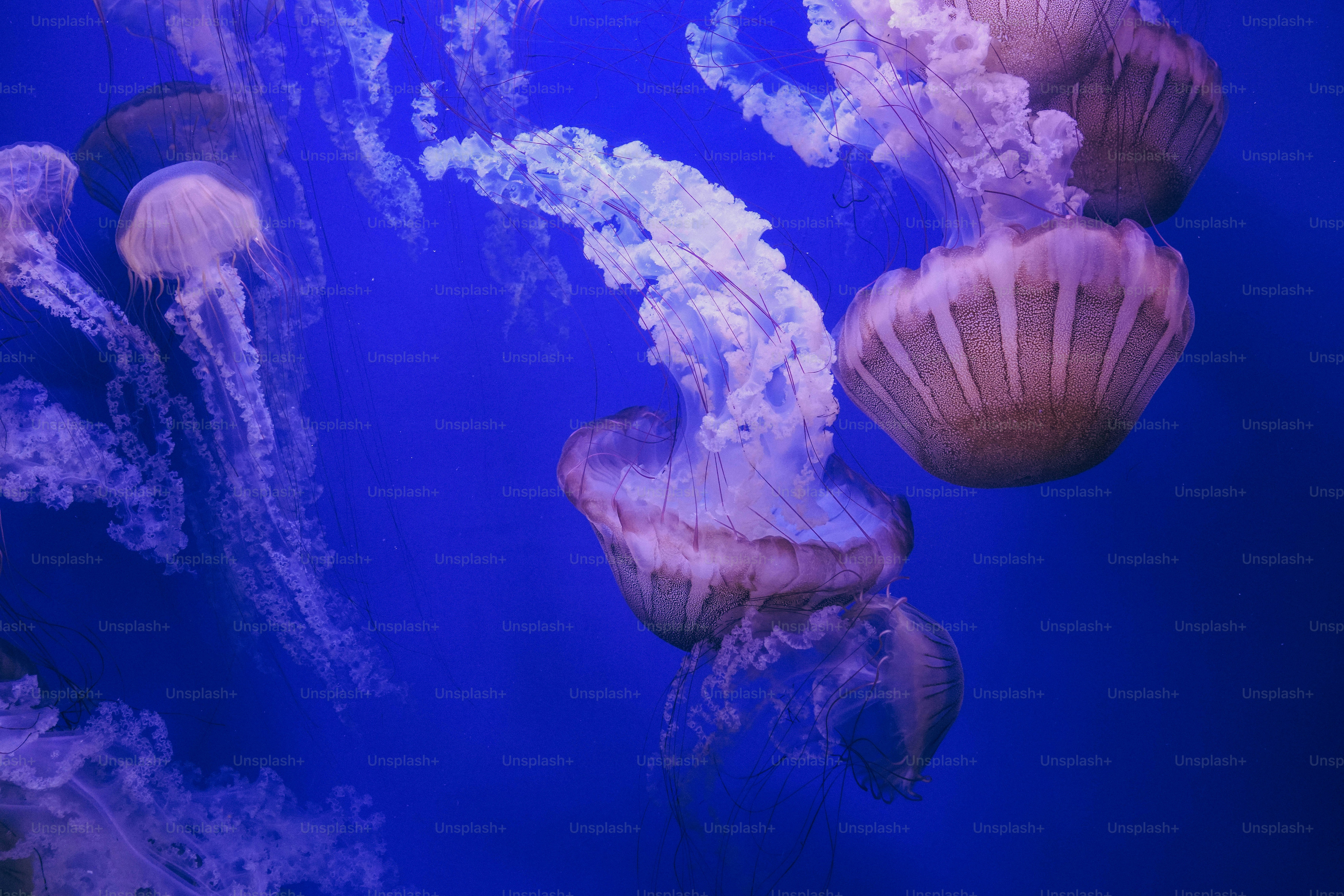 A group of jellyfish swimming in the ocean
