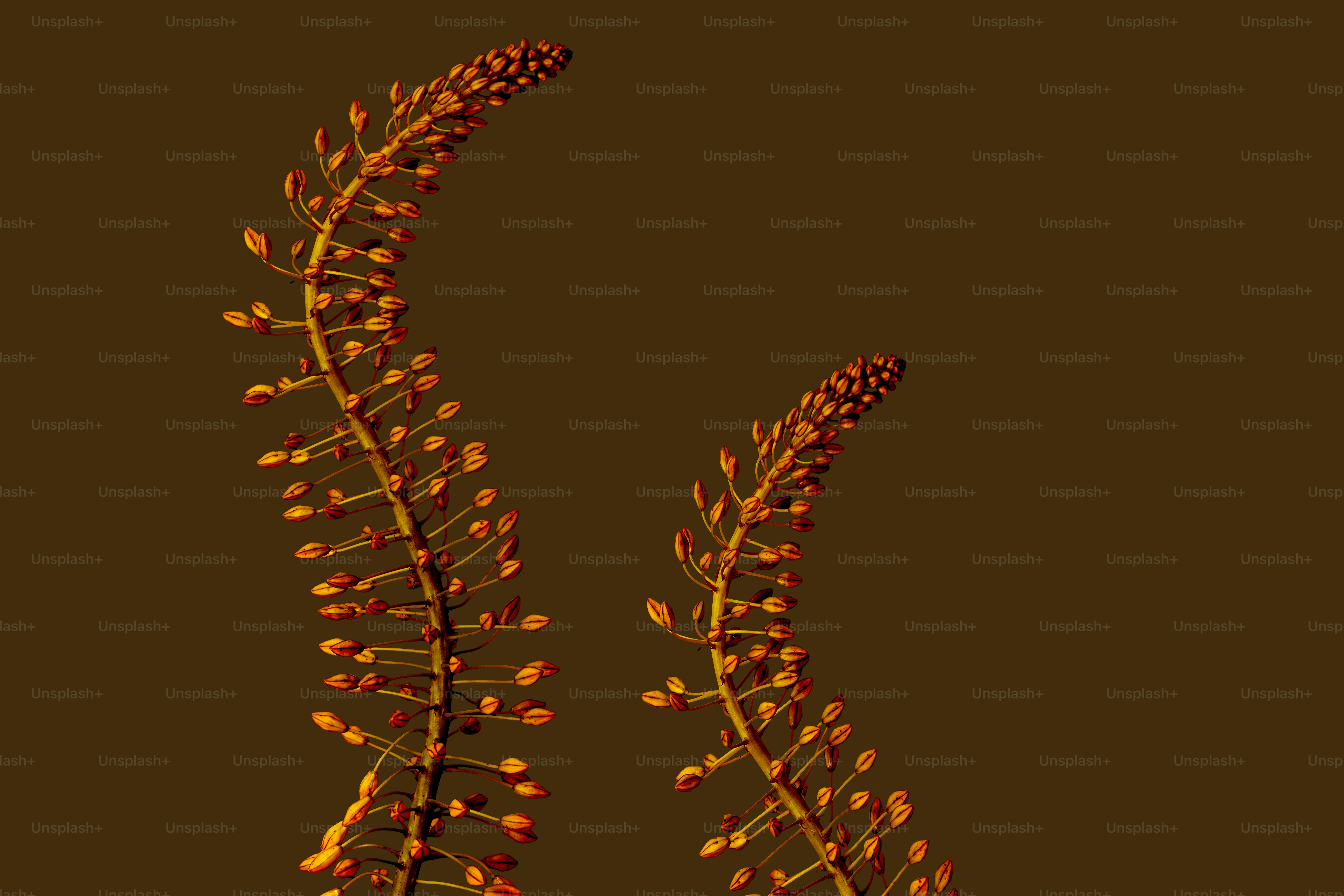 A picture of a plant on a brown background