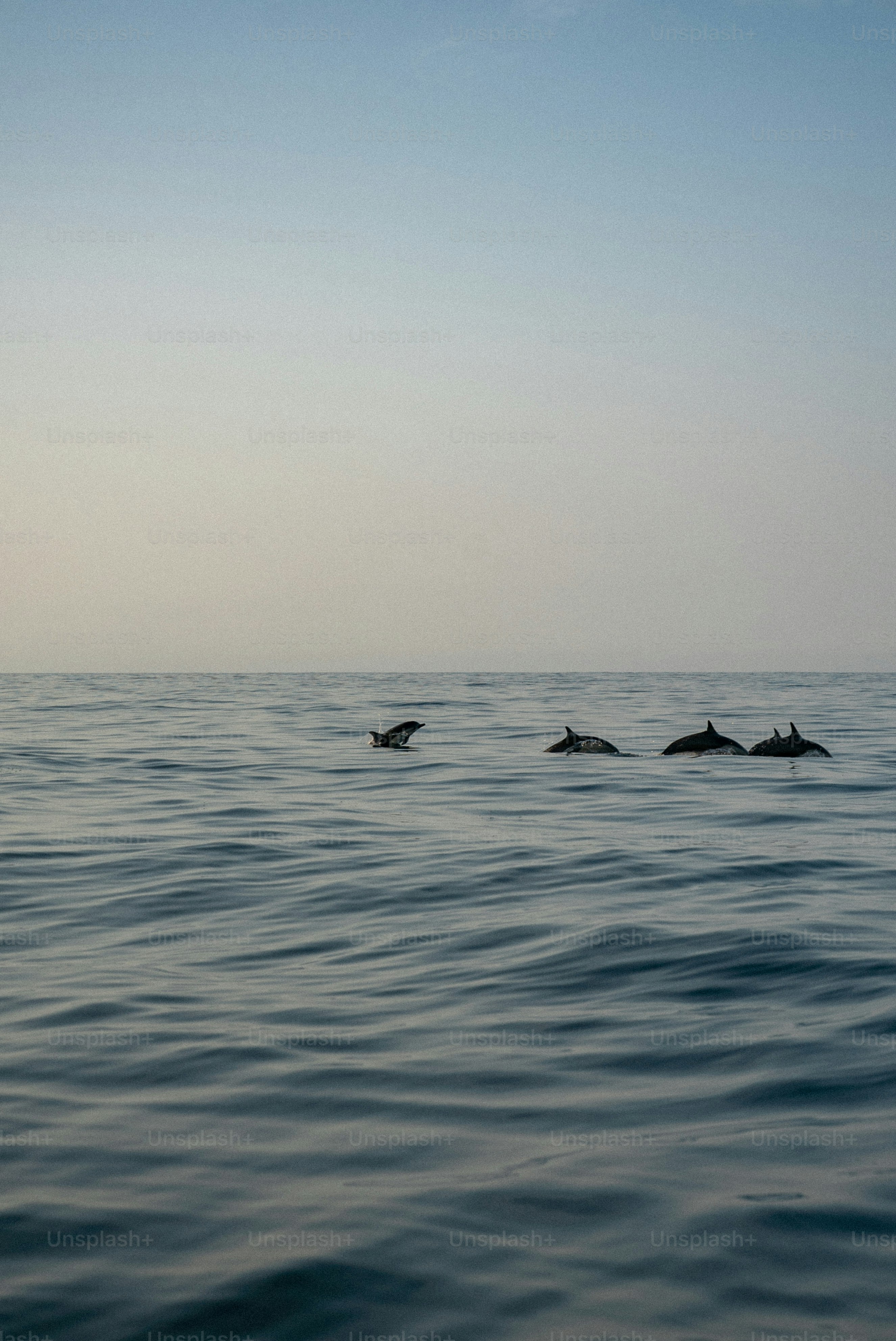 A group of dolphins swimming in the ocean