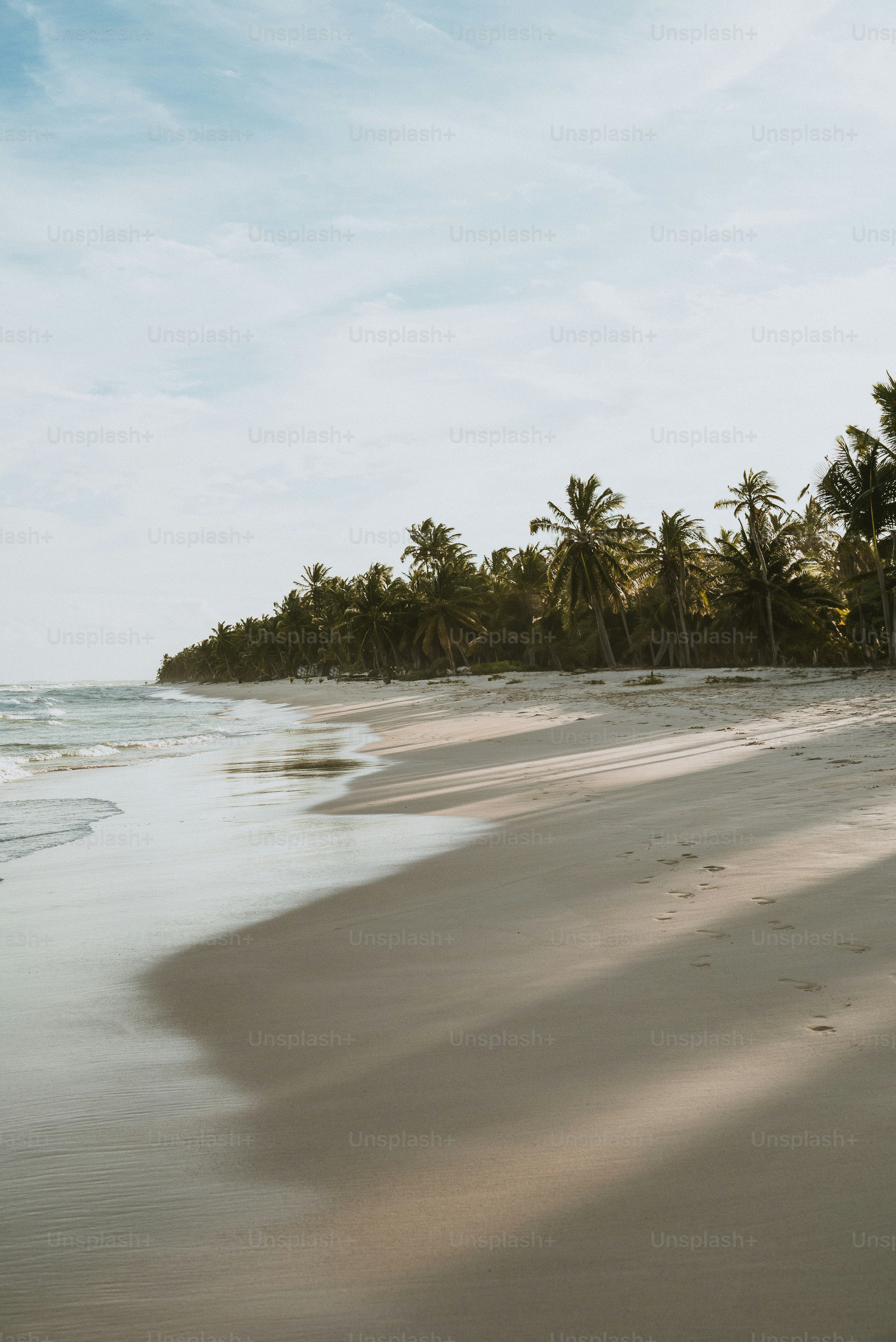 A sandy beach with palm trees and water