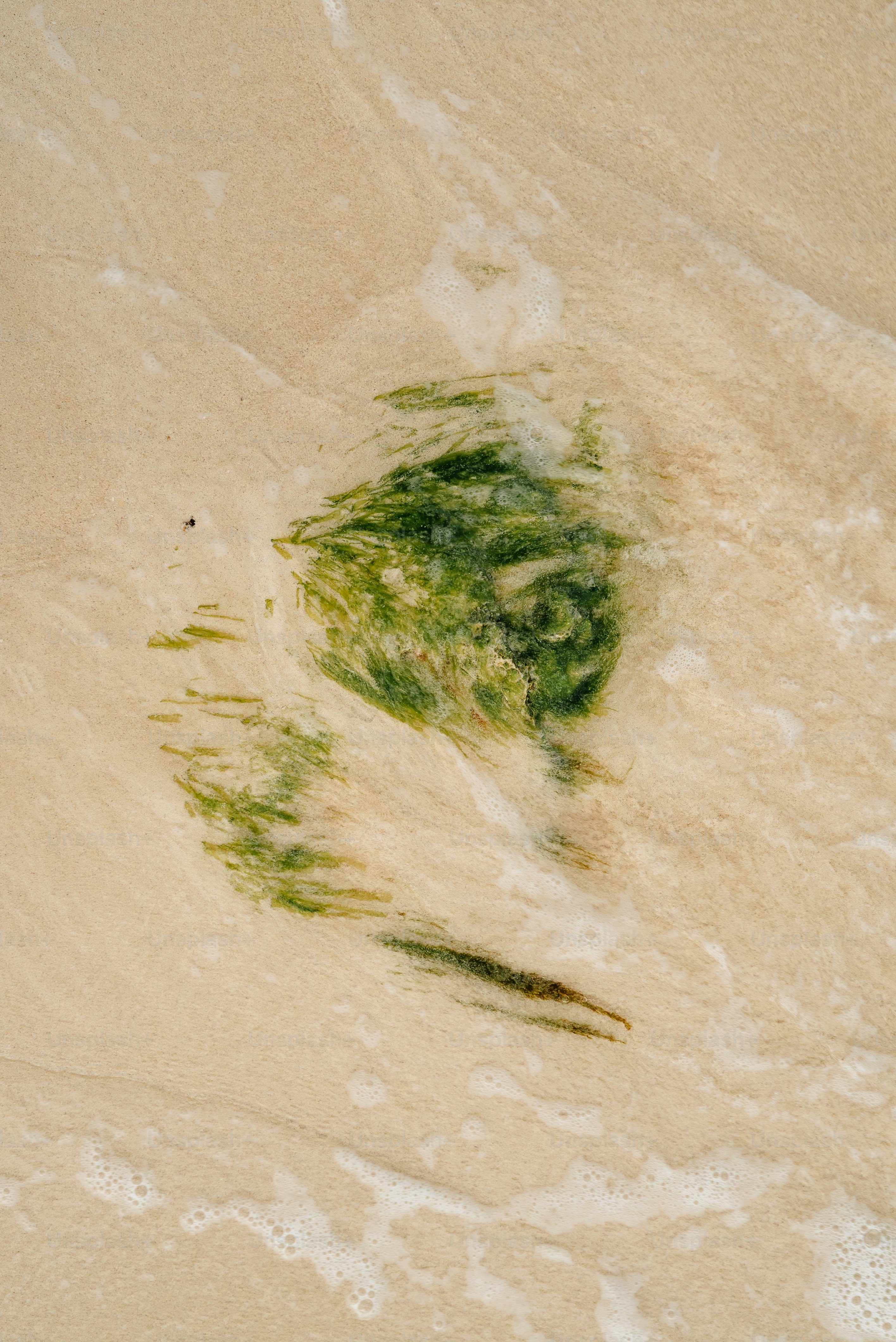 A green substance floating on top of a sandy beach