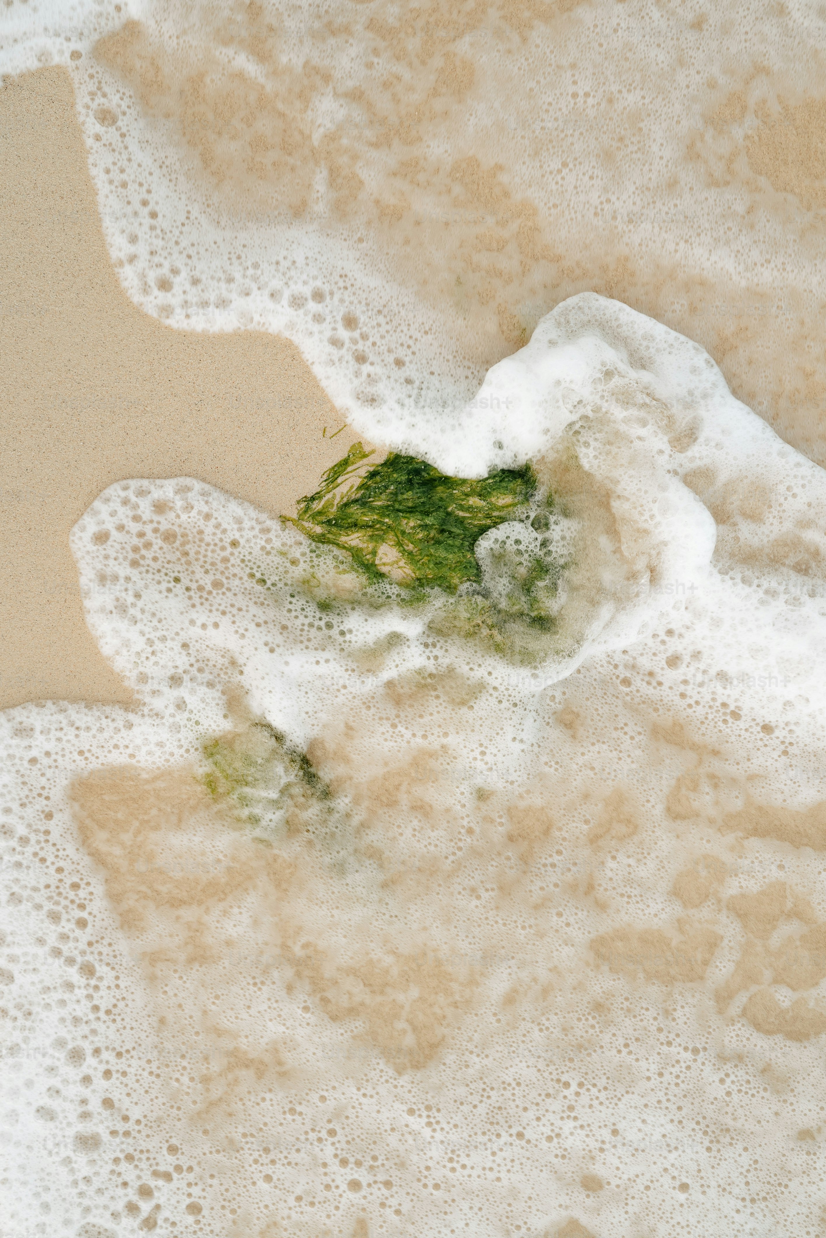 A green plant sticking out of the water at the beach