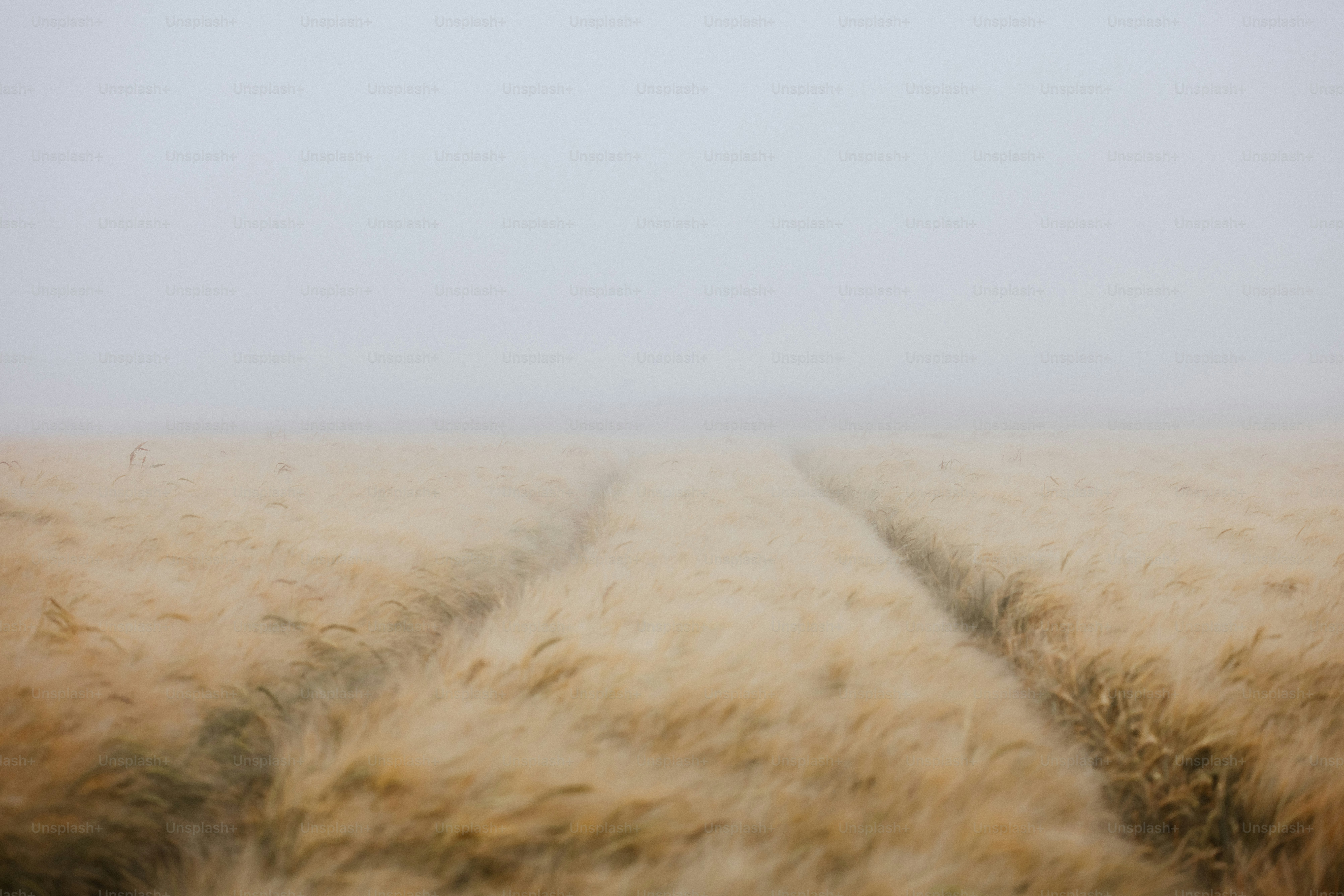 A foggy field with a dirt road in the middle