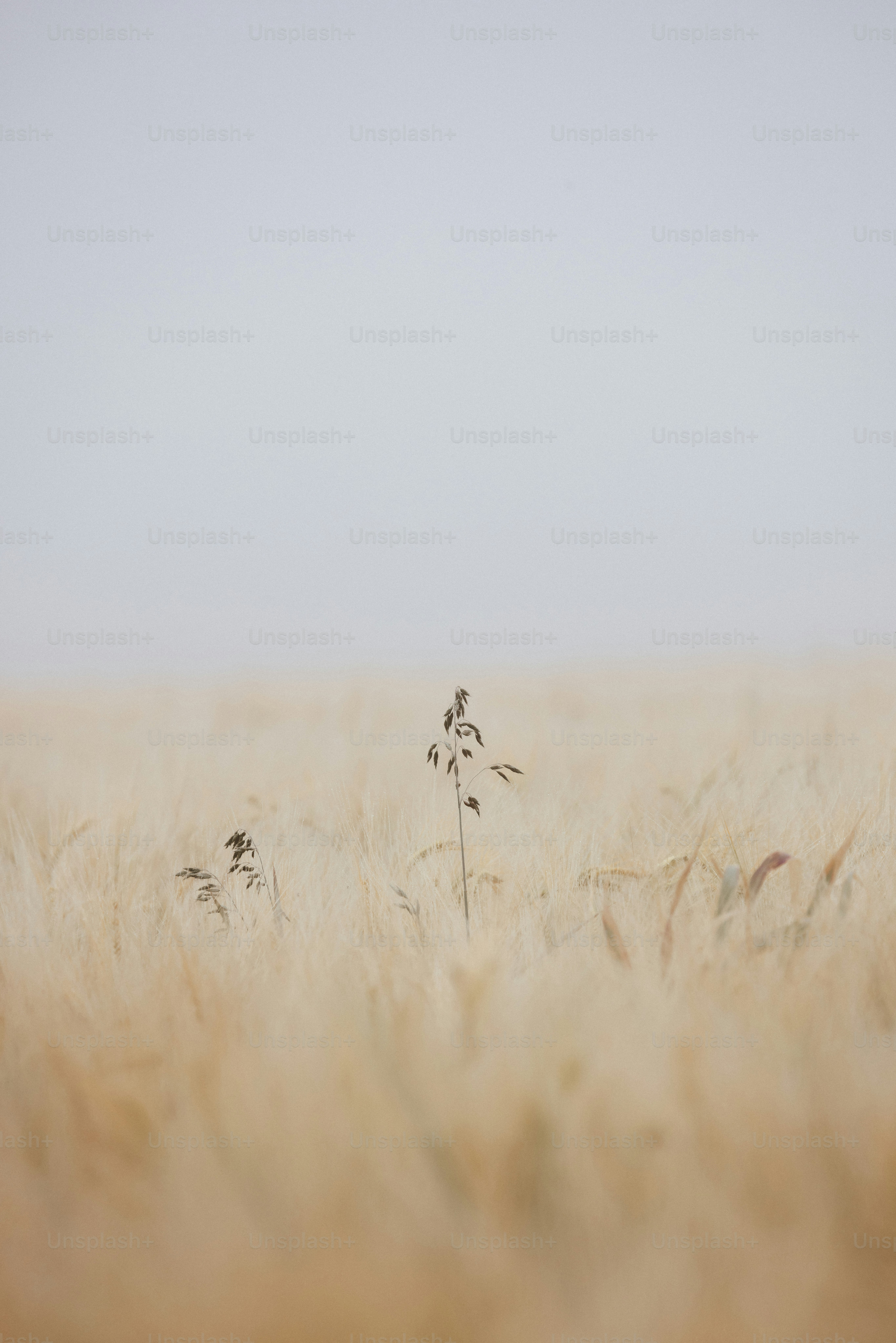 Un campo de hierba alta con un cielo al fondo