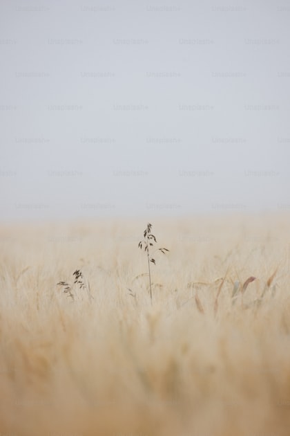 Pronghorn buck standing alert on open Wyoming prairie with the Bighorn Mountains in the background
