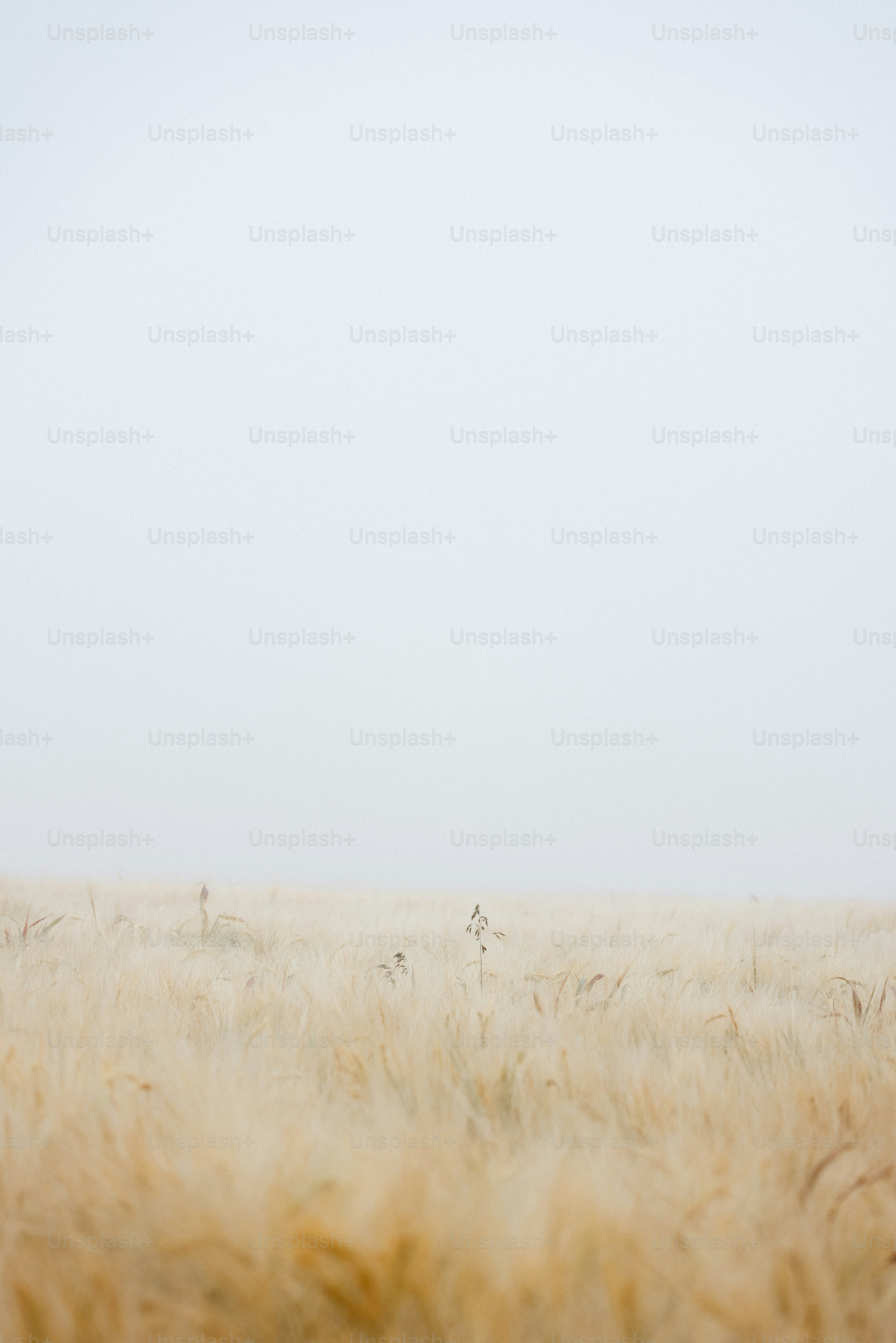 Une girafe solitaire debout au milieu d’un champ