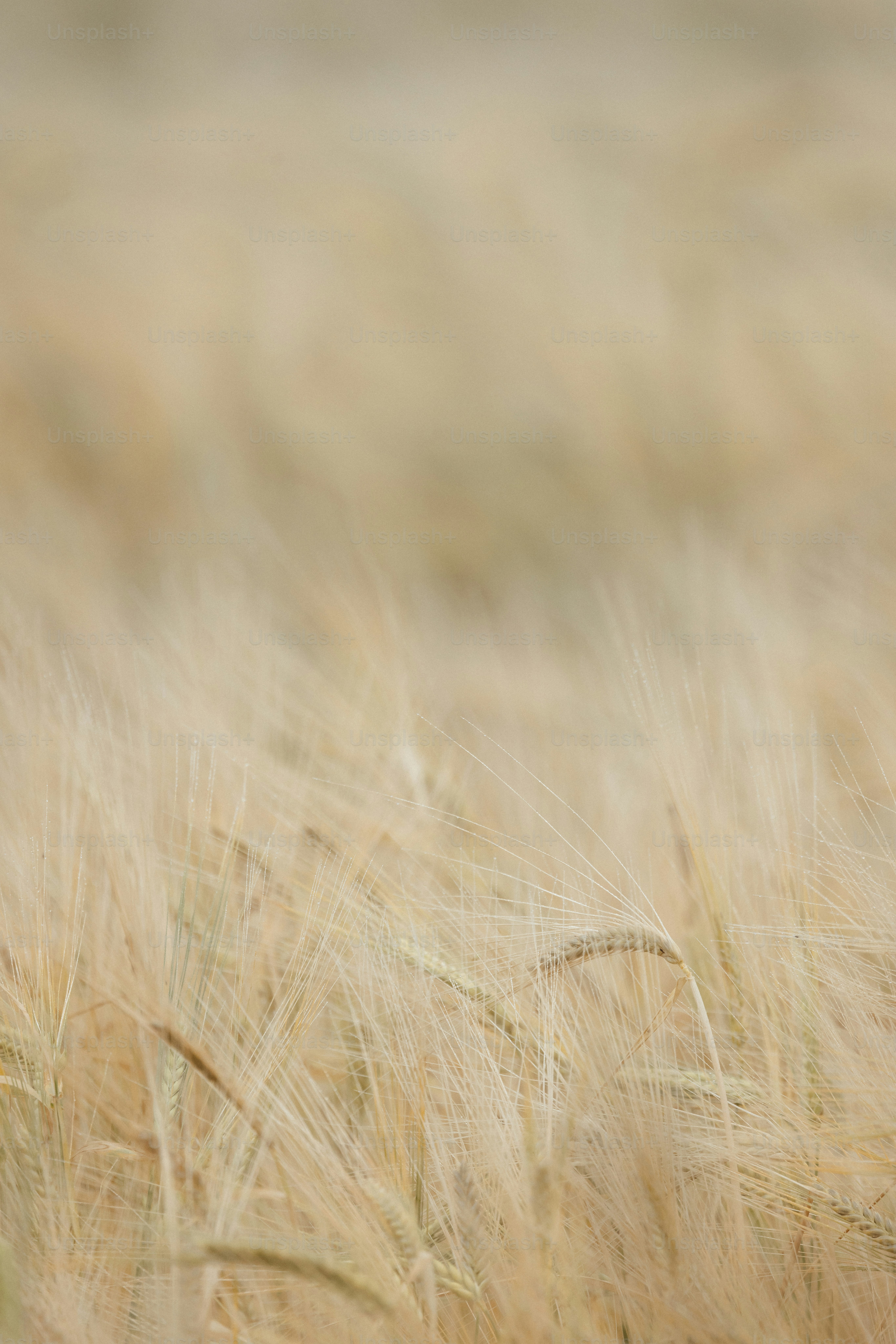 A blurry photo of a field of wheat photo – Agriculture Image on Unsplash