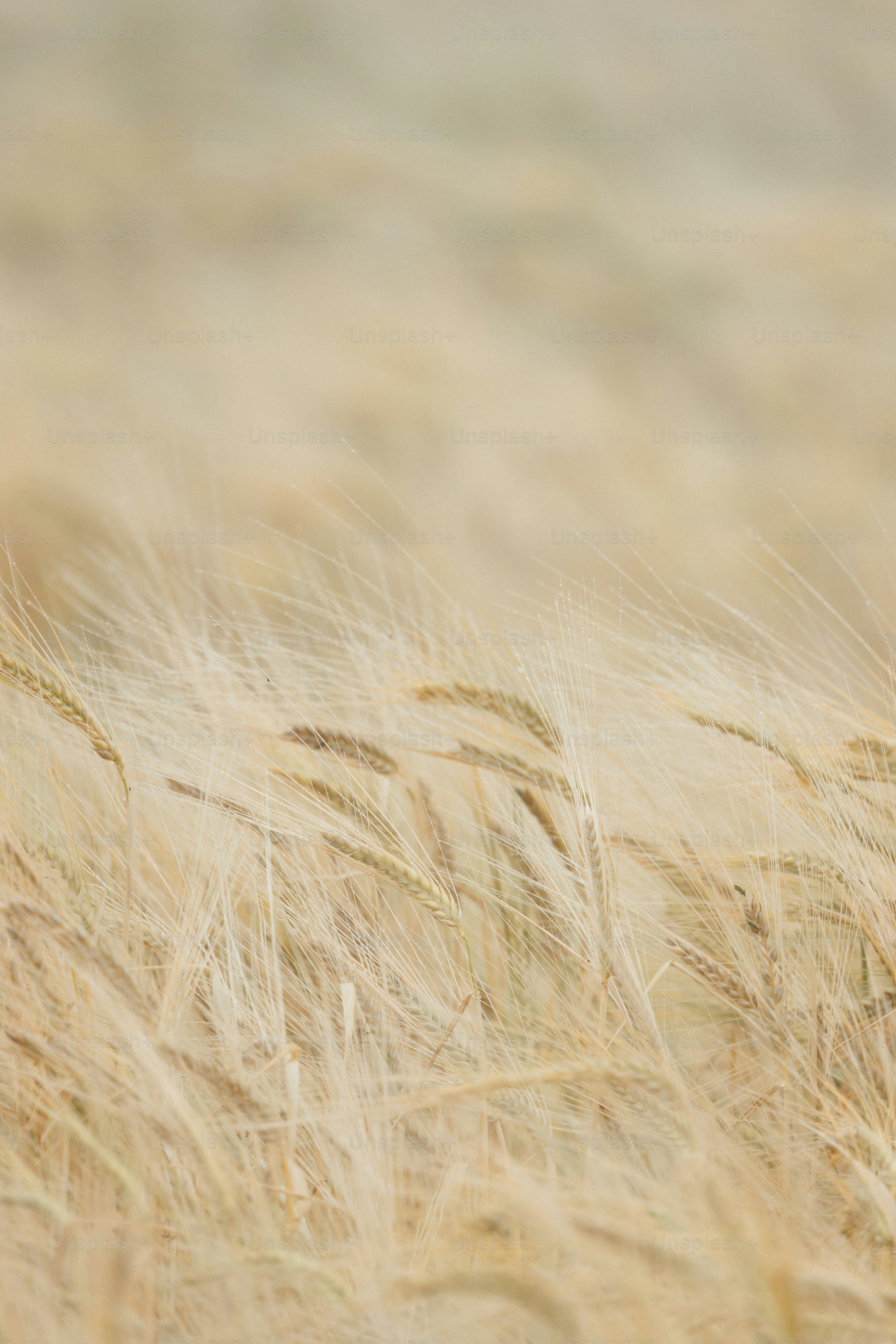 A blurry photo of a field of wheat