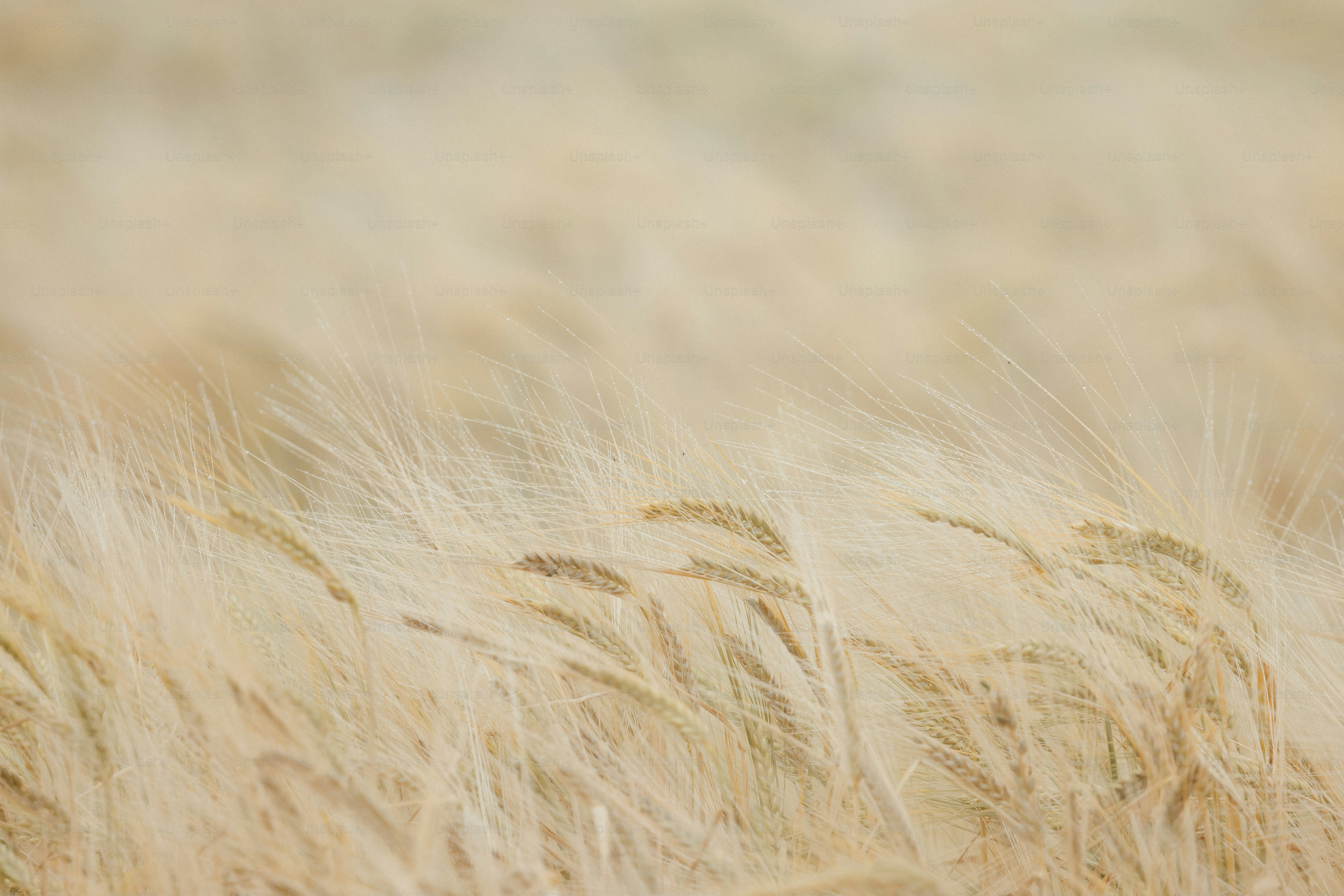 A blurry photo of a field of tall grass