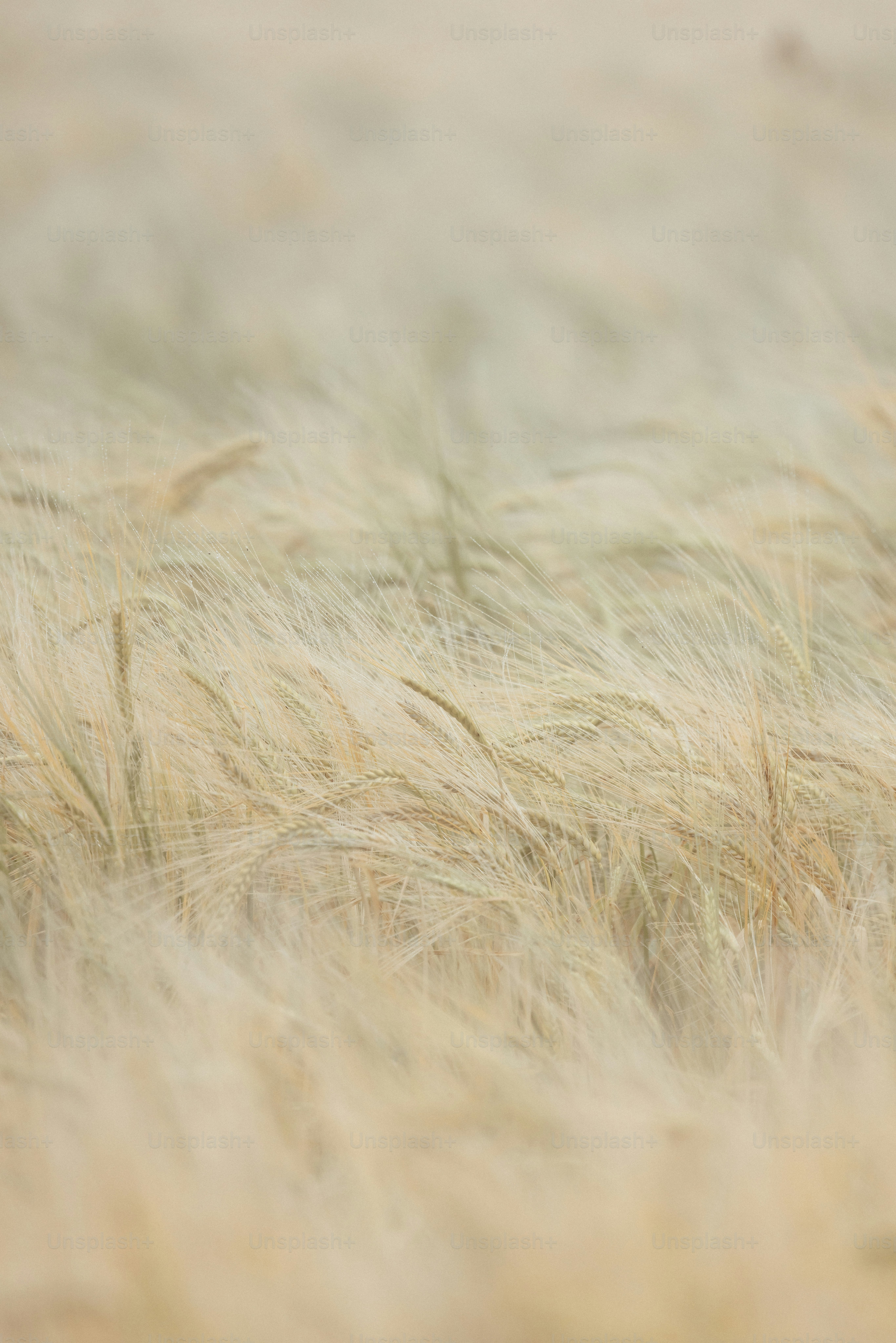 A blurry photo of a field of tall grass photo – Farming Image on Unsplash