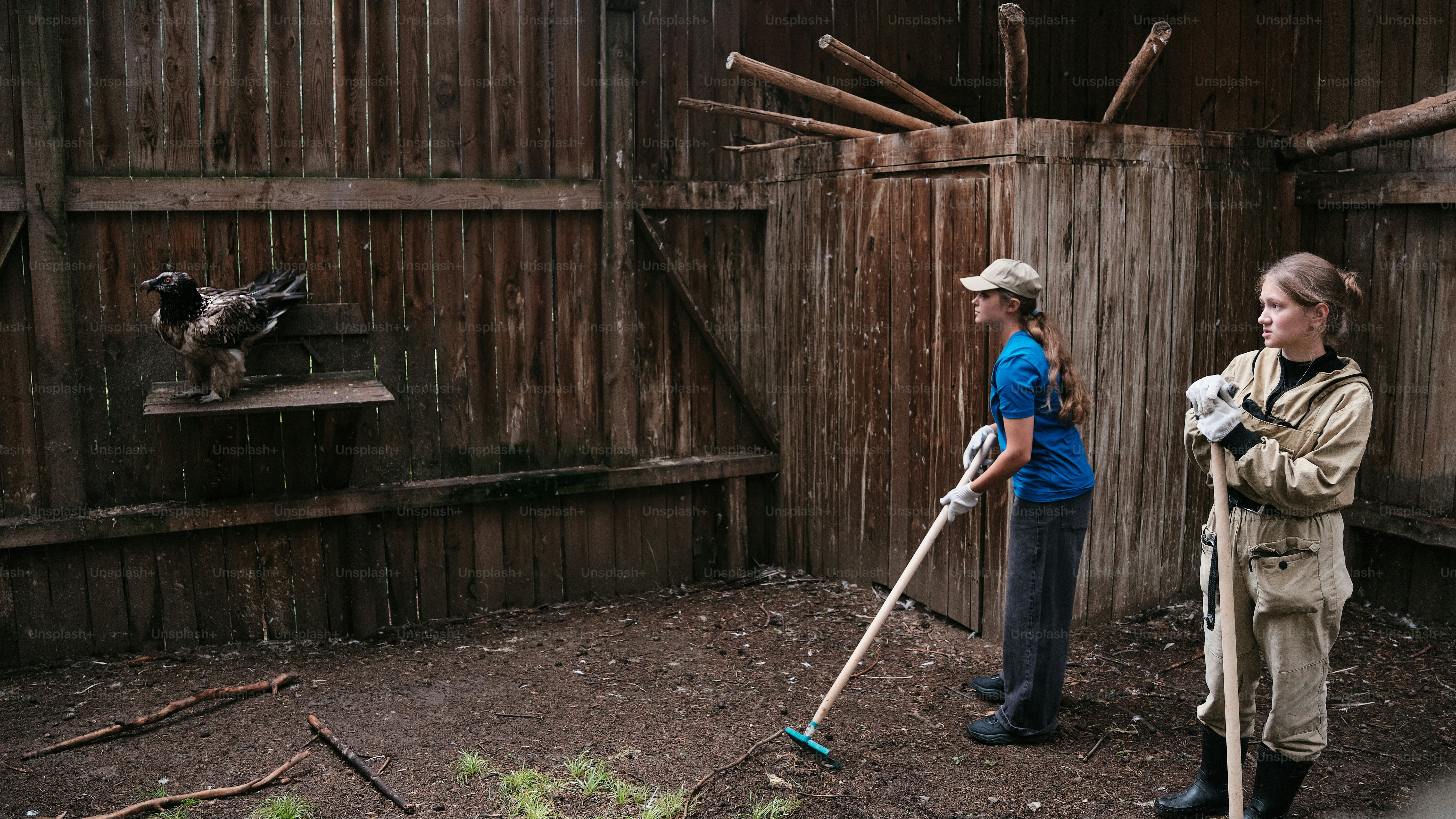 daily routines of cleaning at the bird of prey rehabilitation center