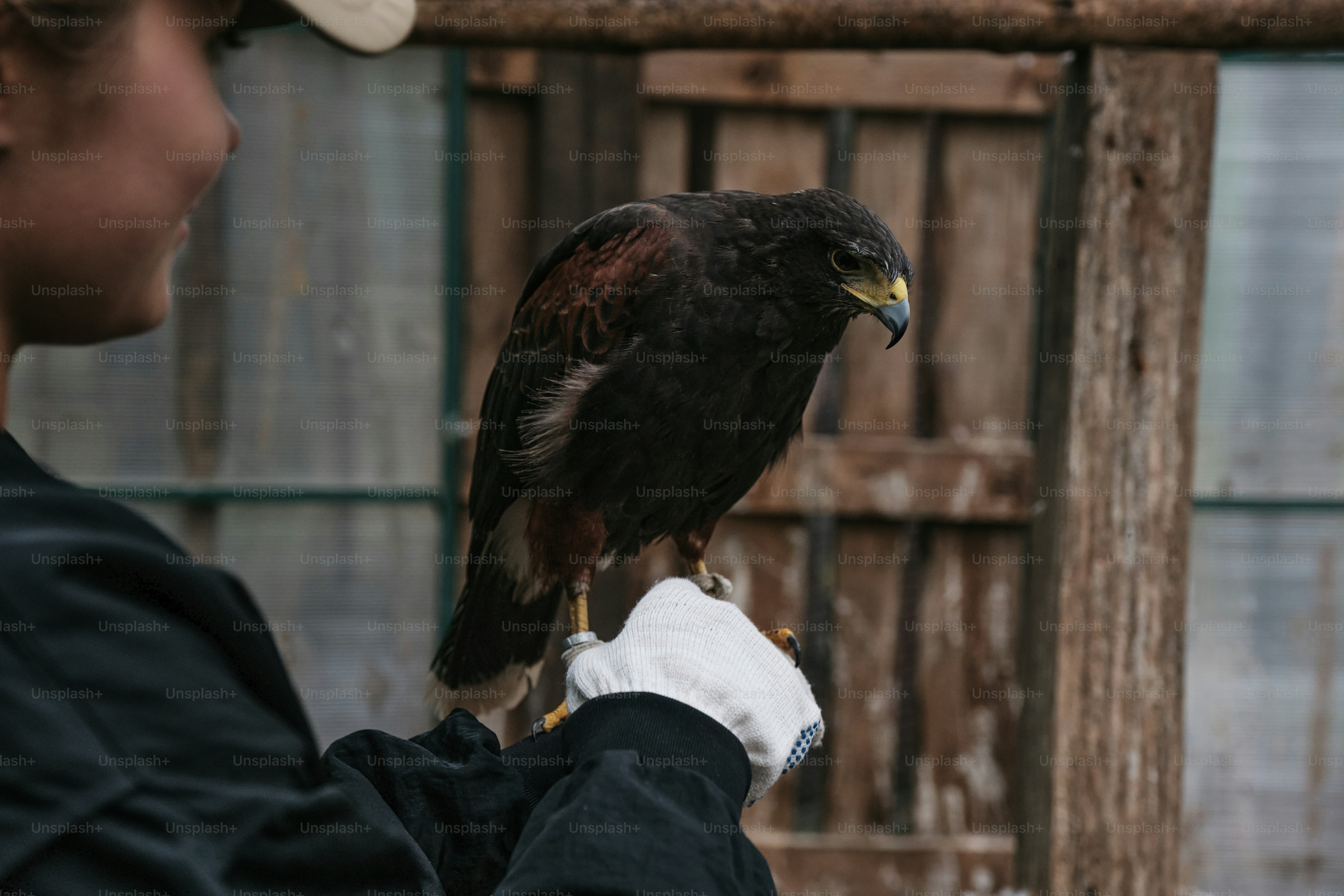 A person holding a bird of prey in their hand