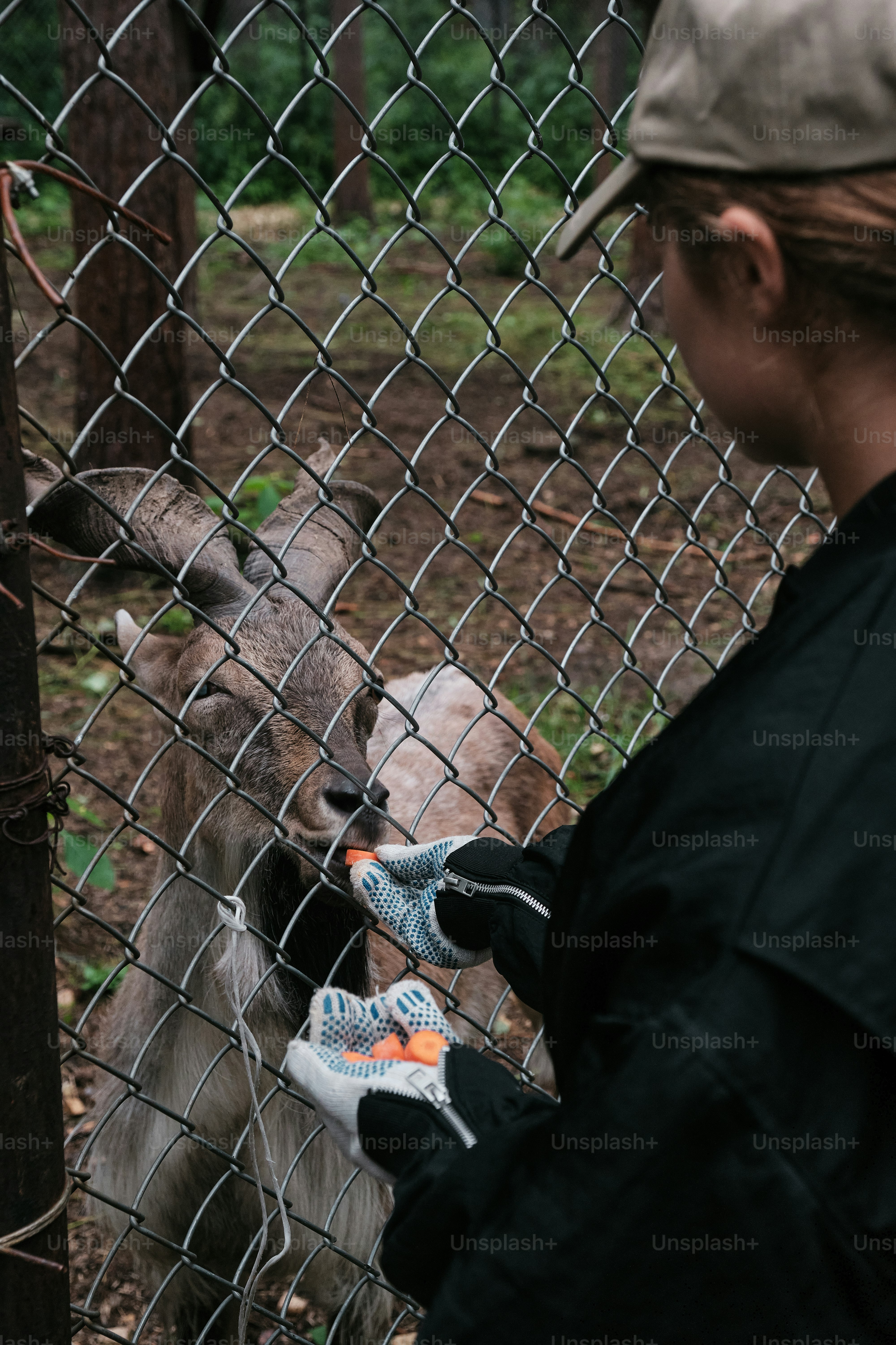 Une femme nourrissant une chèvre à travers une clôture à mailles losangées