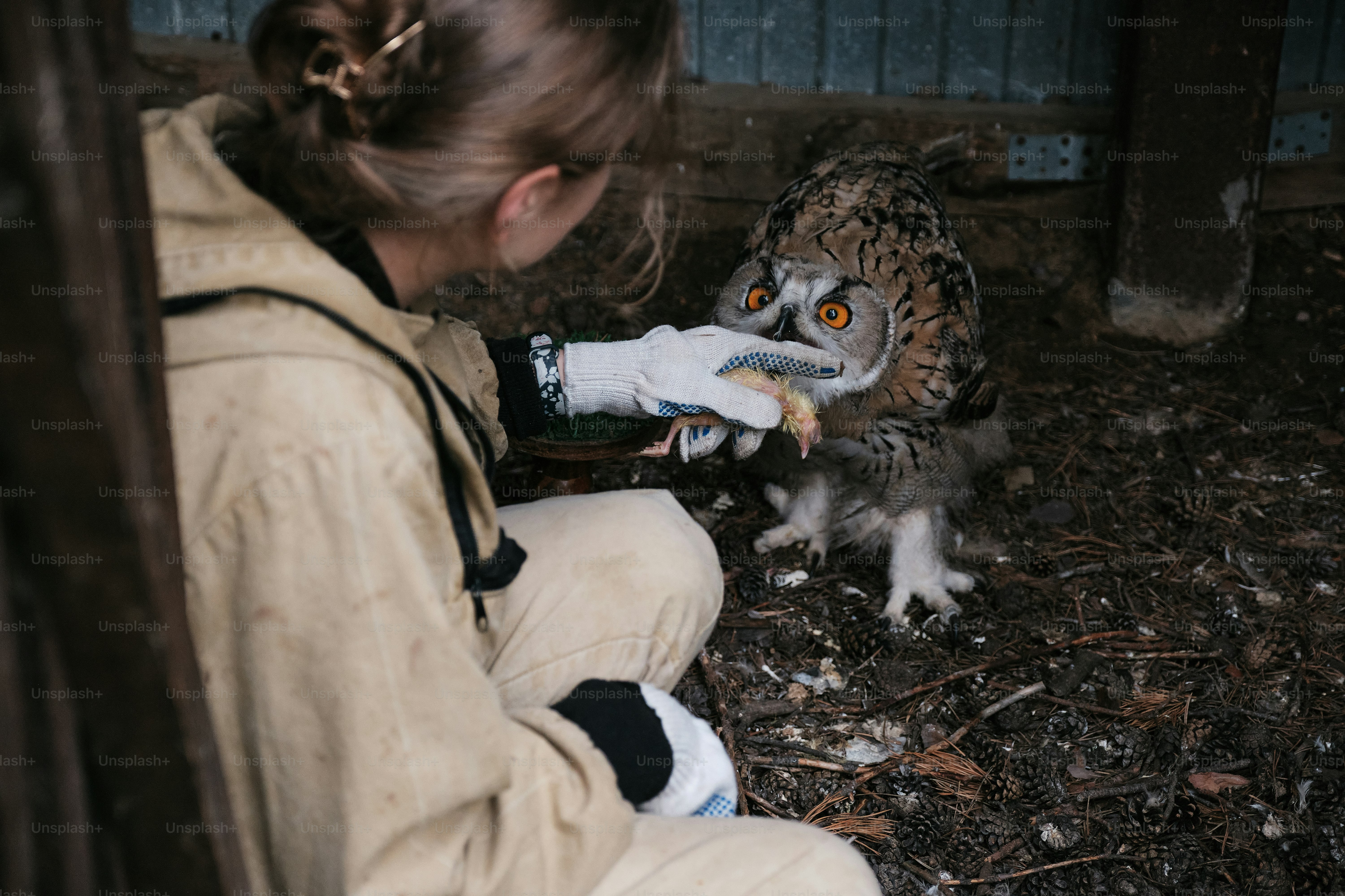 A young girl feeding an owl with her hand