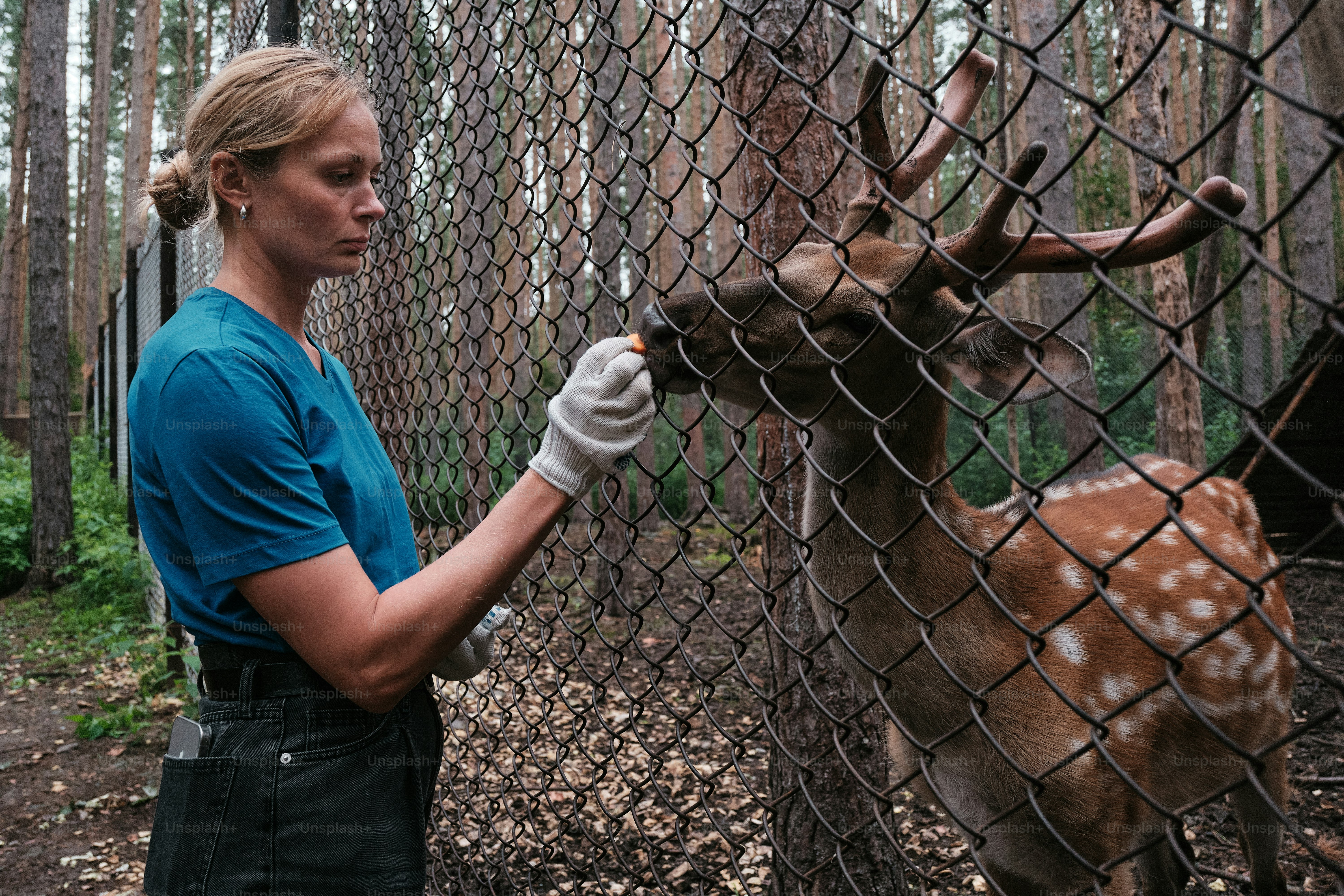 A woman feeding a deer through a chain link fence