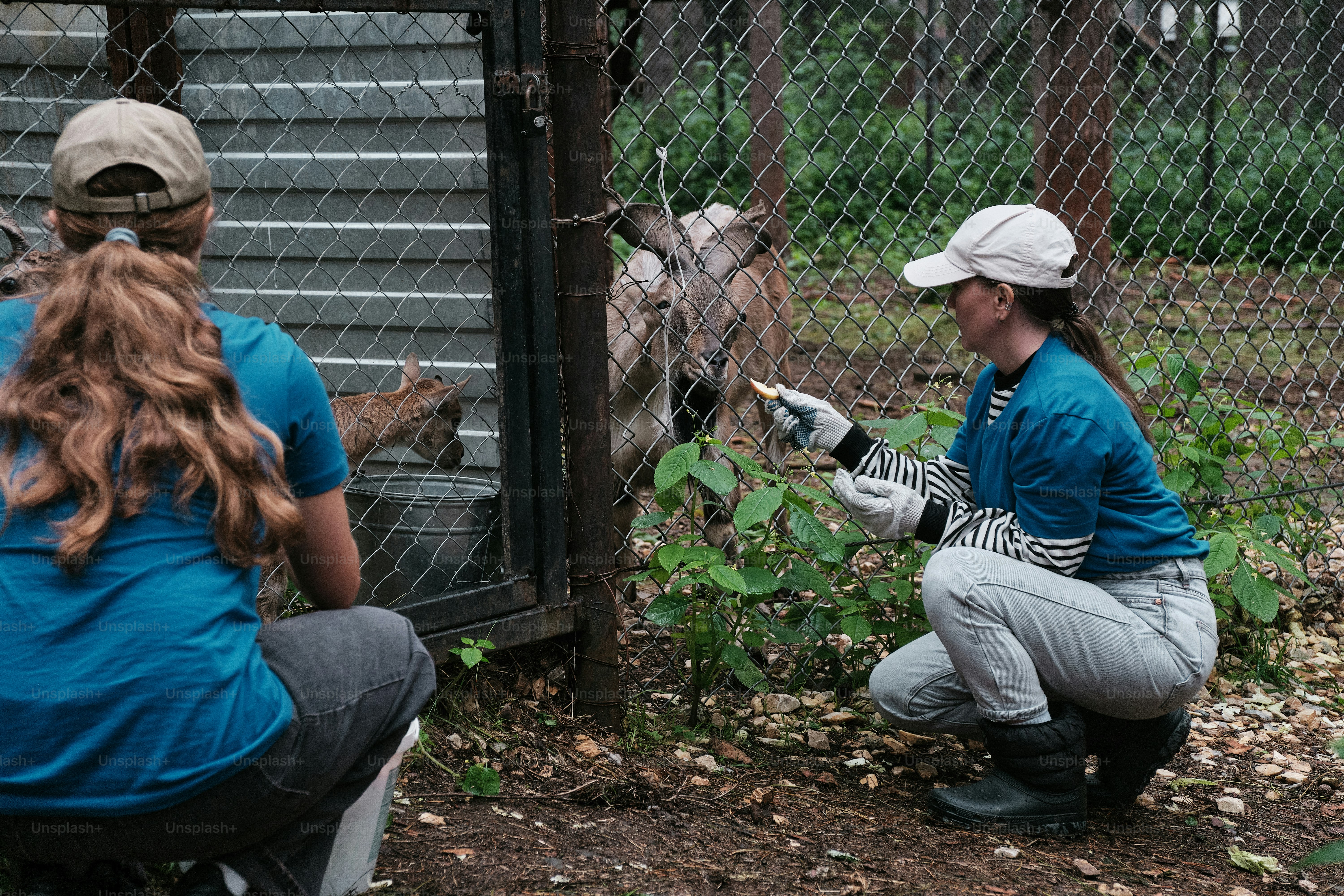 A group of people that are looking at a giraffe