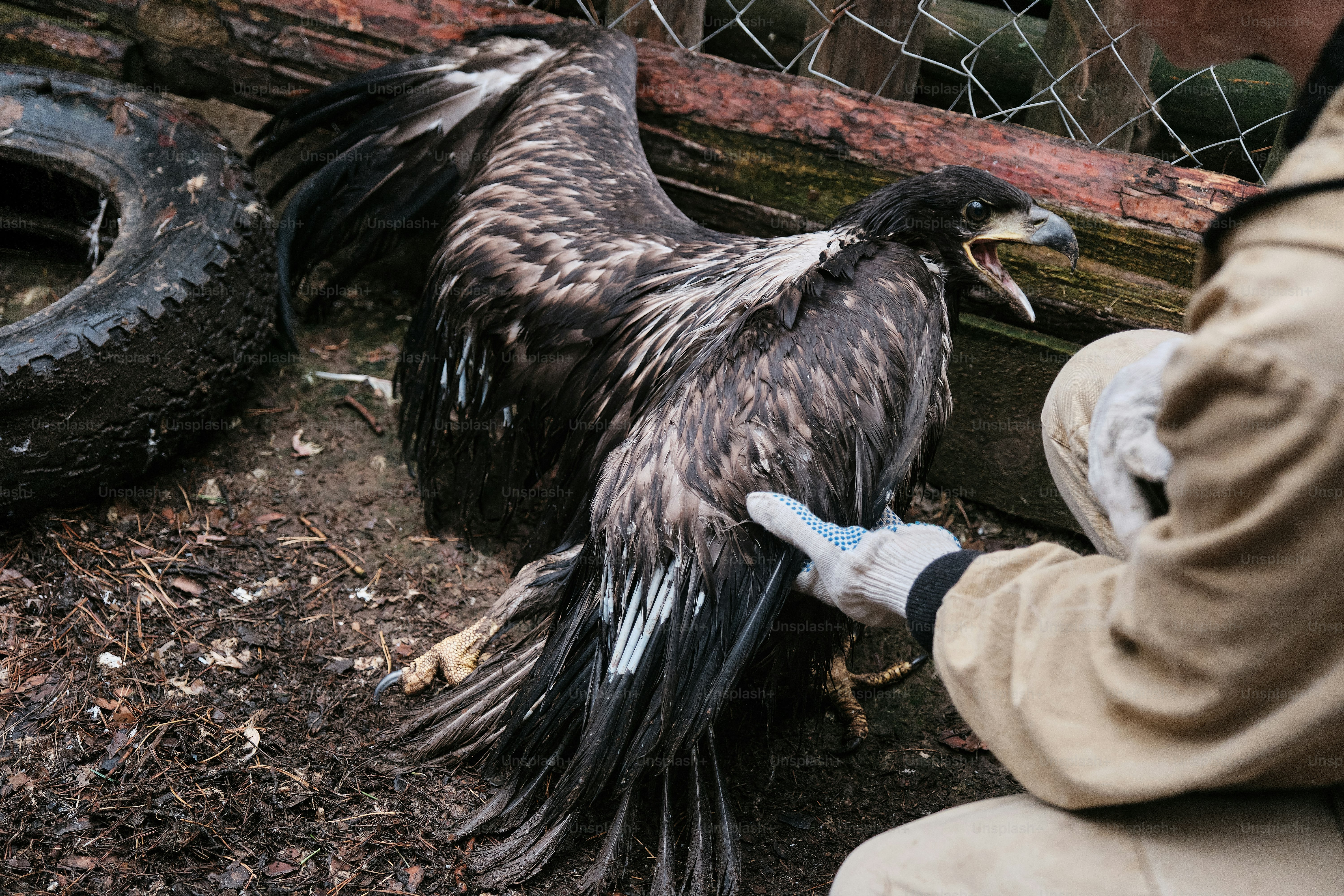 Une personne tenant un grand oiseau dans sa main