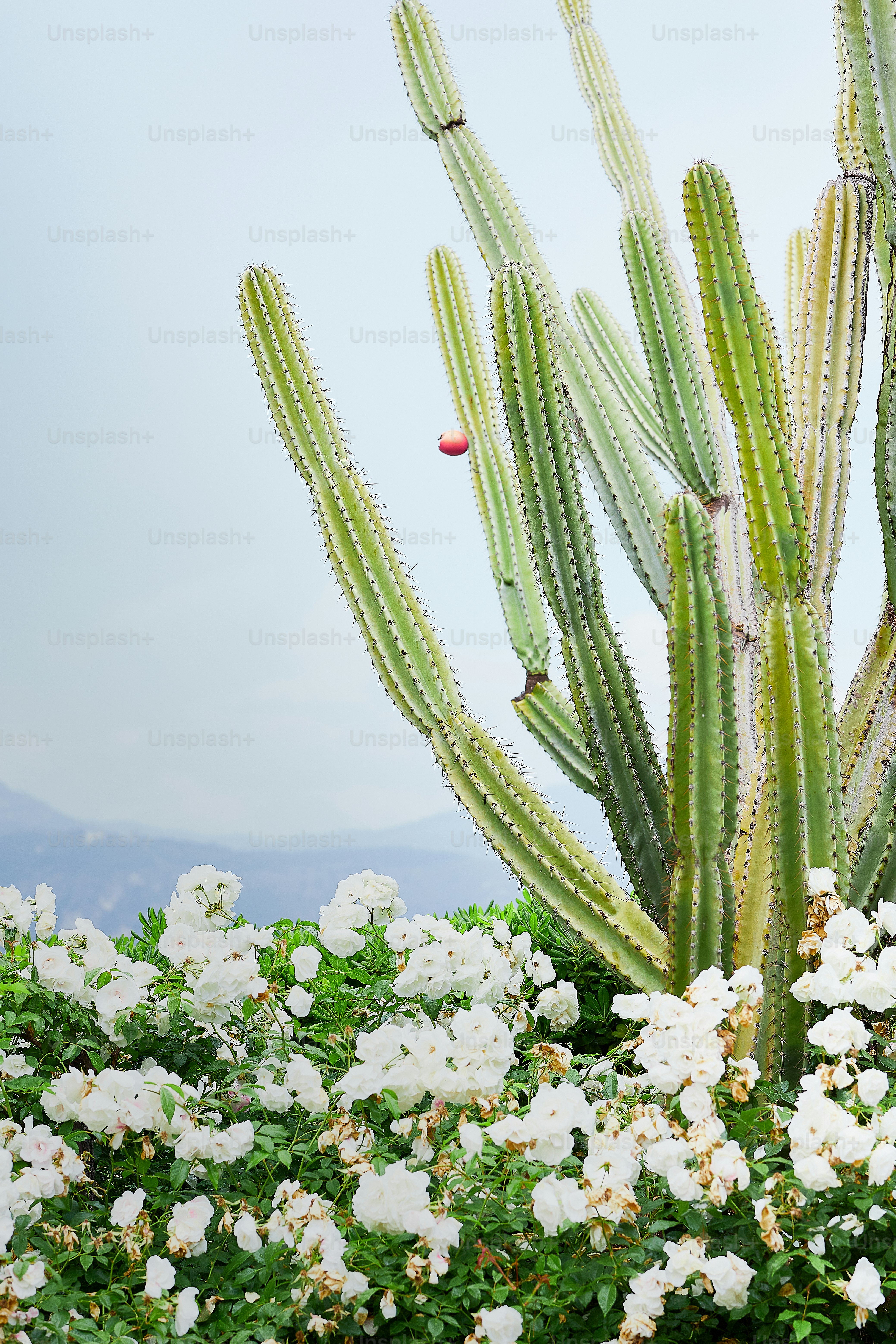 Um grande cacto com flores brancas em primeiro plano foto – Imagem sobre  Flor na Unsplash, image size:3000x4500