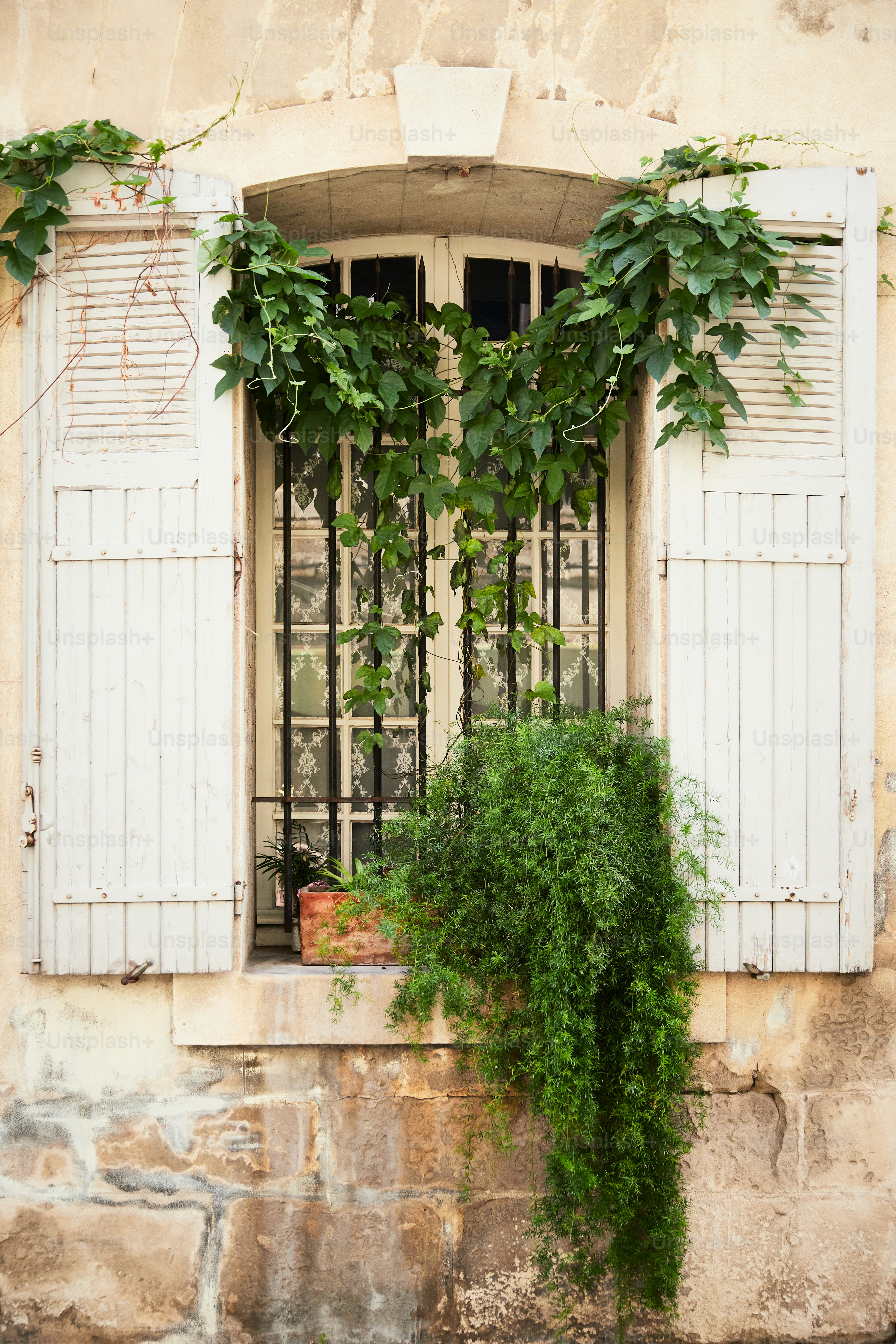 A window with white shutters and a plant growing out of it