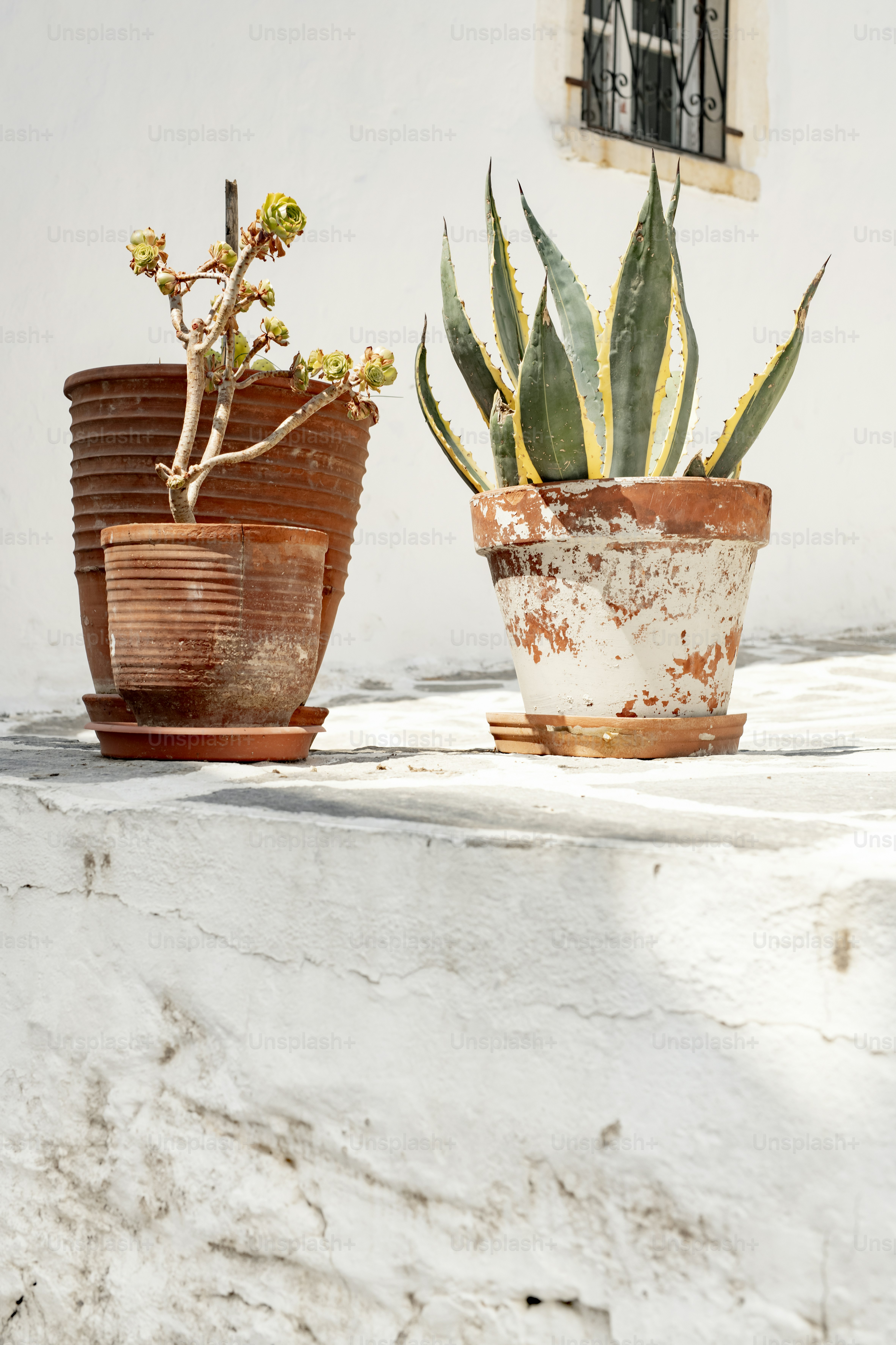 Trois plantes en pot sont posées sur un rebord
