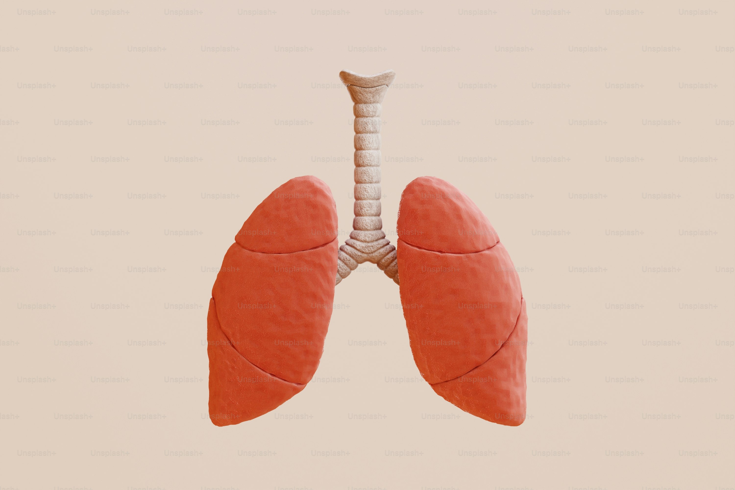 A drawing of a human lungs