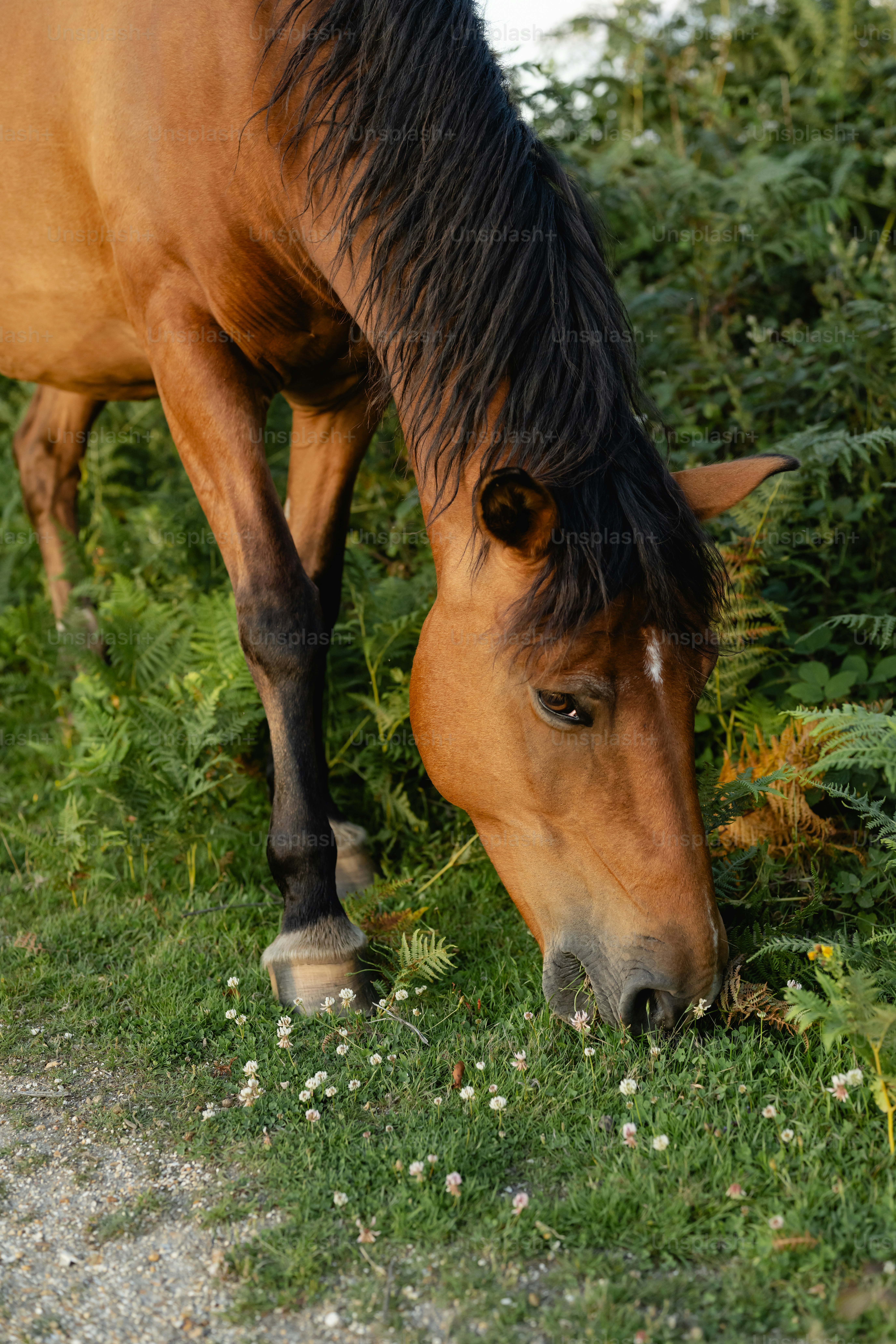 Ein braunes Pferd, das auf Gras neben einer Straße grast
