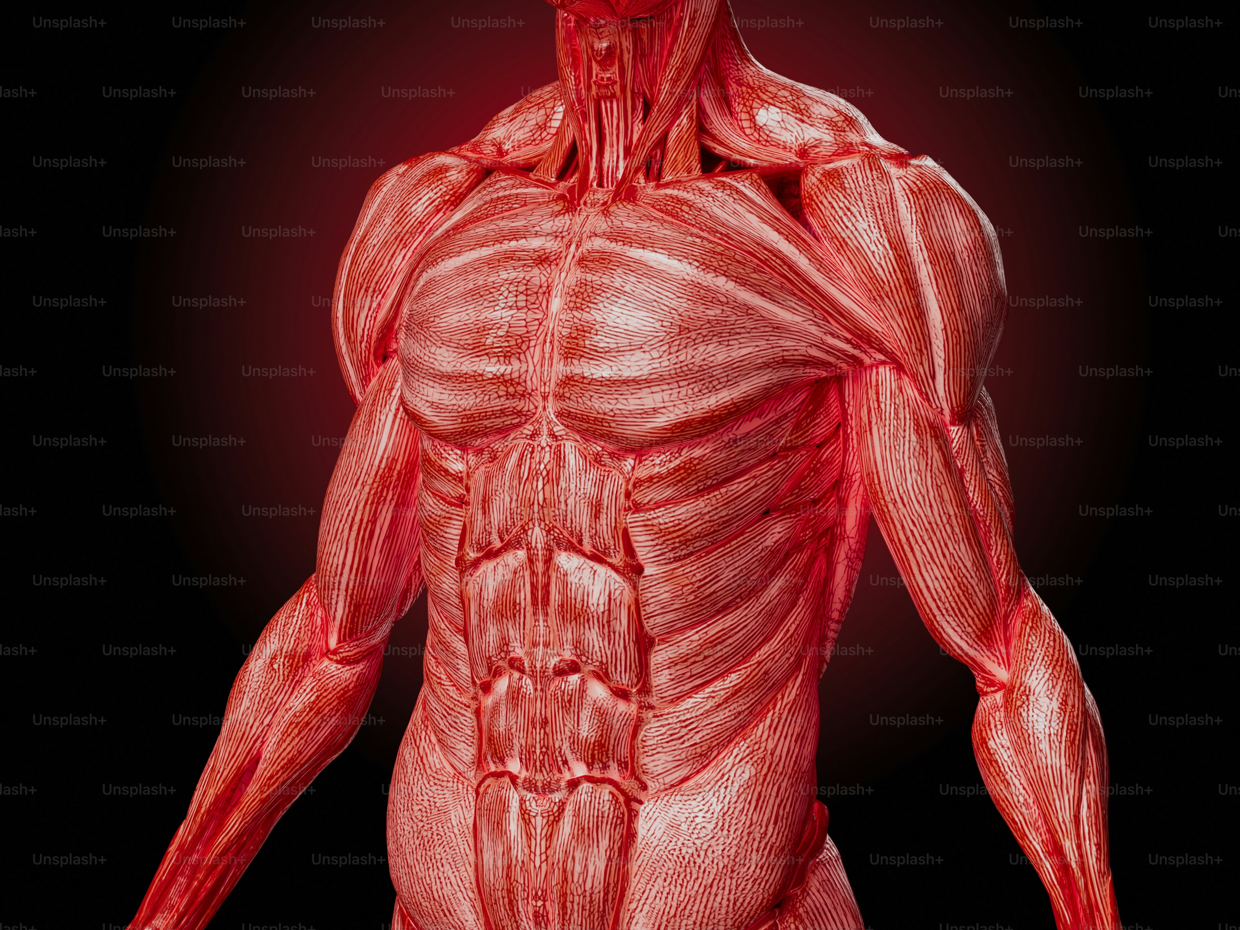 Male muscle system