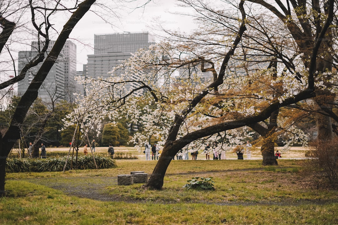 A park filled with lots of trees and grass